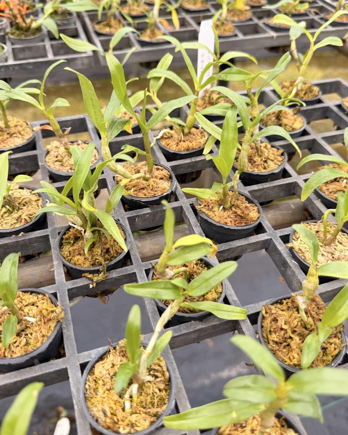 Dendrobium cruentum Orchid Seedlings 10 Plant Set - Dendrobium cruentum