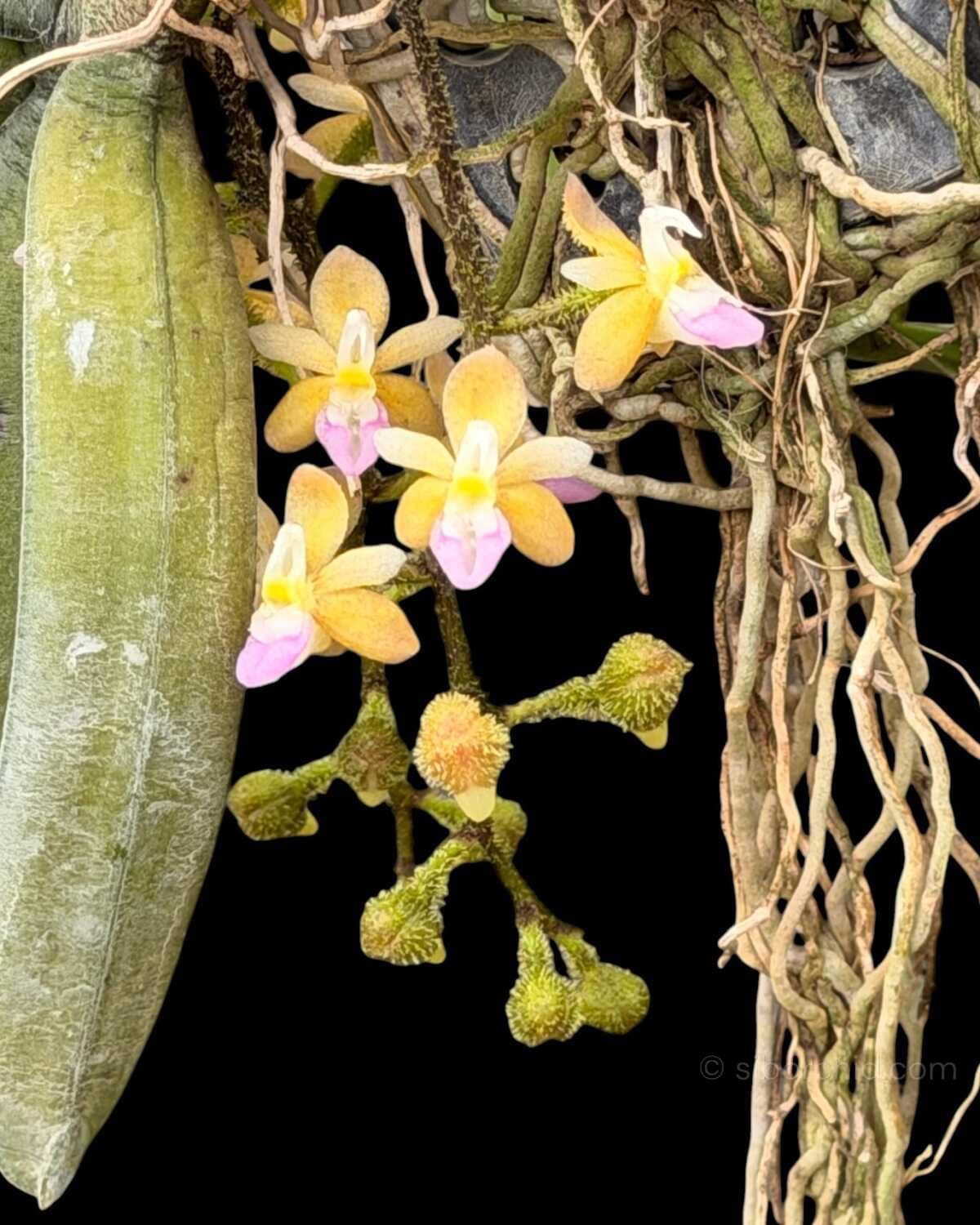 Stereochilus erinaceus - Stereochilus erinaceus