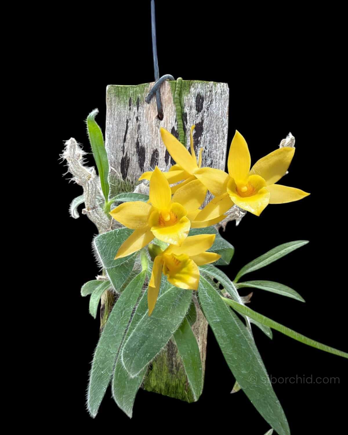 Dendrobium senile (Wood Mounted) - Dendrobium senile
