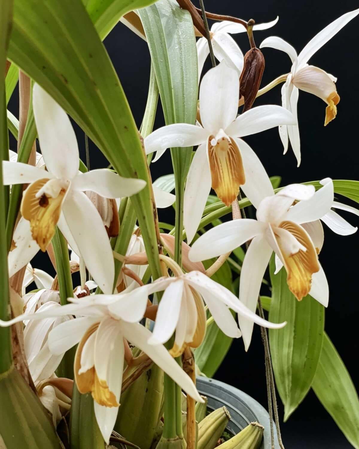 Coelogyne pachystachya - Coelogyne-Pachystachya