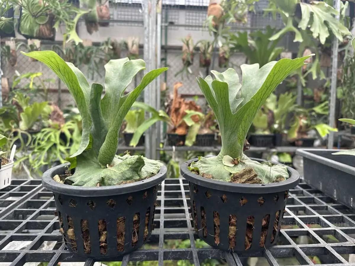 Platycerium wandae - Platycerium wandae for sale
