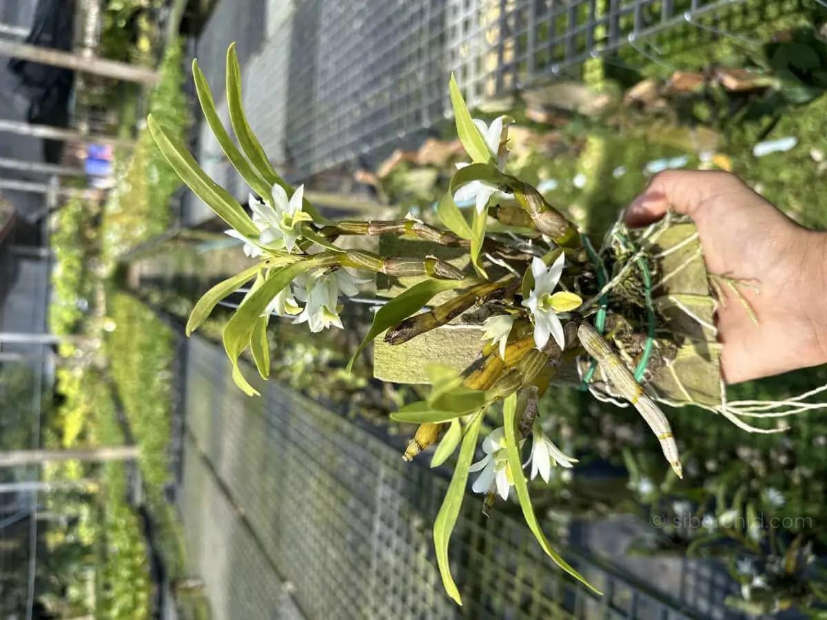 Dendrobium scabrilingue (Medium Size) - Dendrobium scabrilingue (Medium Size) - Image 5