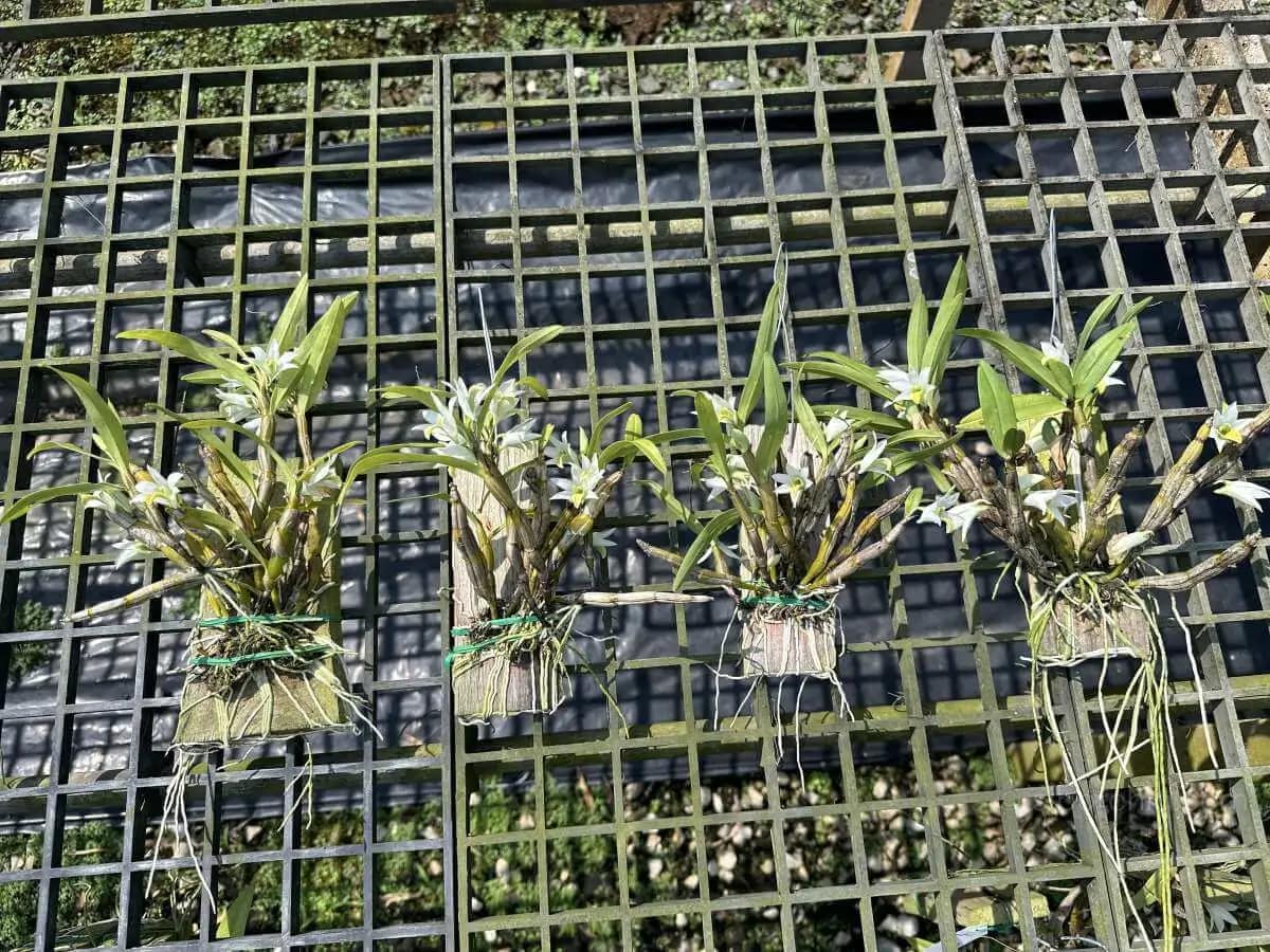 Dendrobium scabrilingue (Medium Size) - Dendrobium scabrilingue (Medium Size) - Image 6