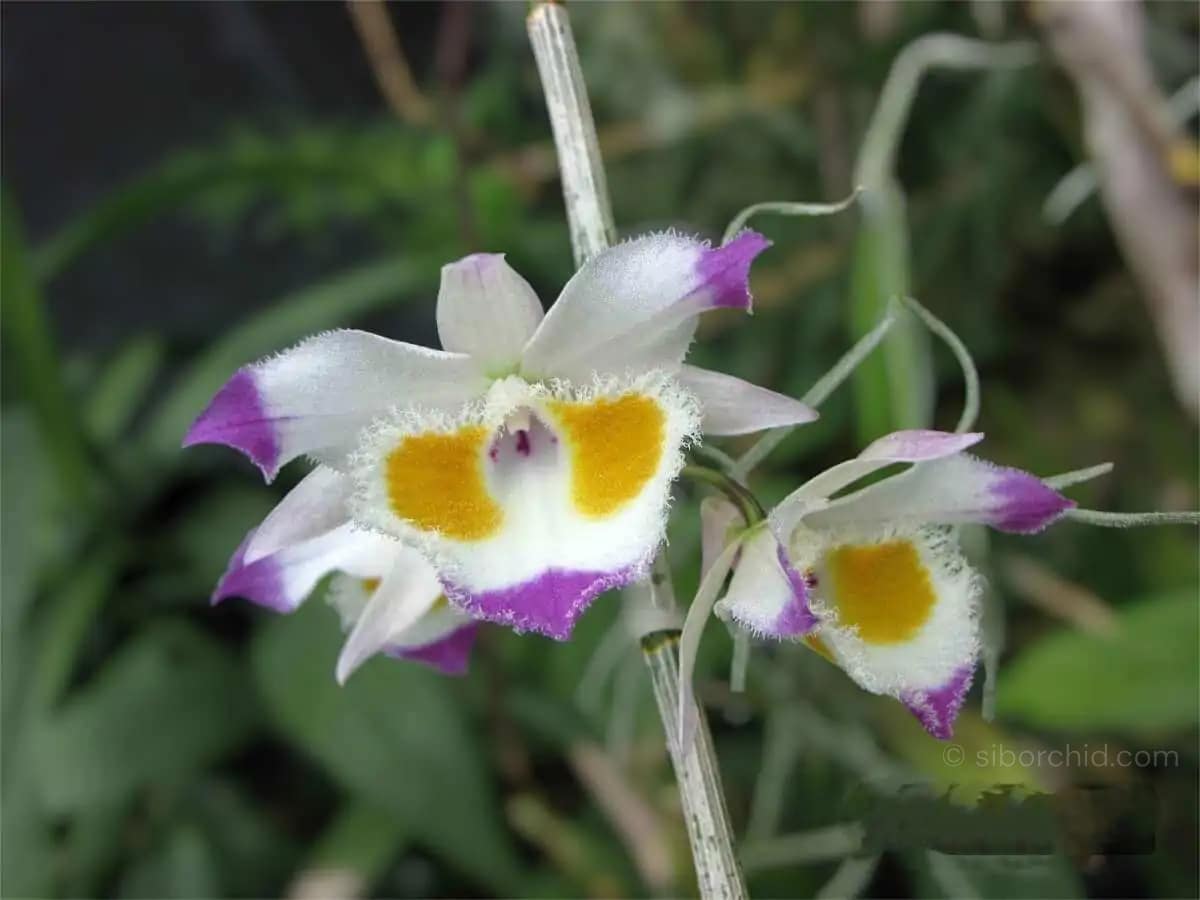 Dendrobium devonianum - Dendrobium_devonianum