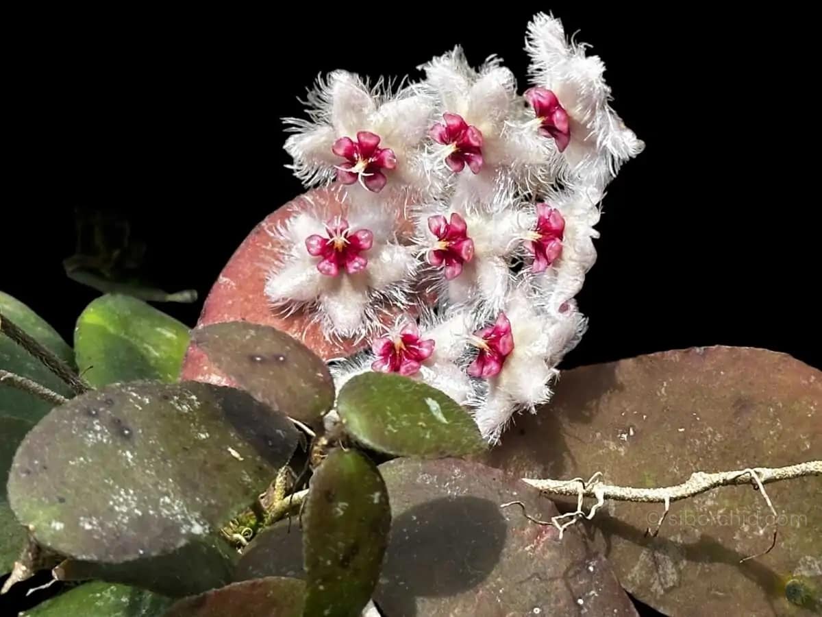 Hoya caudata var.sumatra
