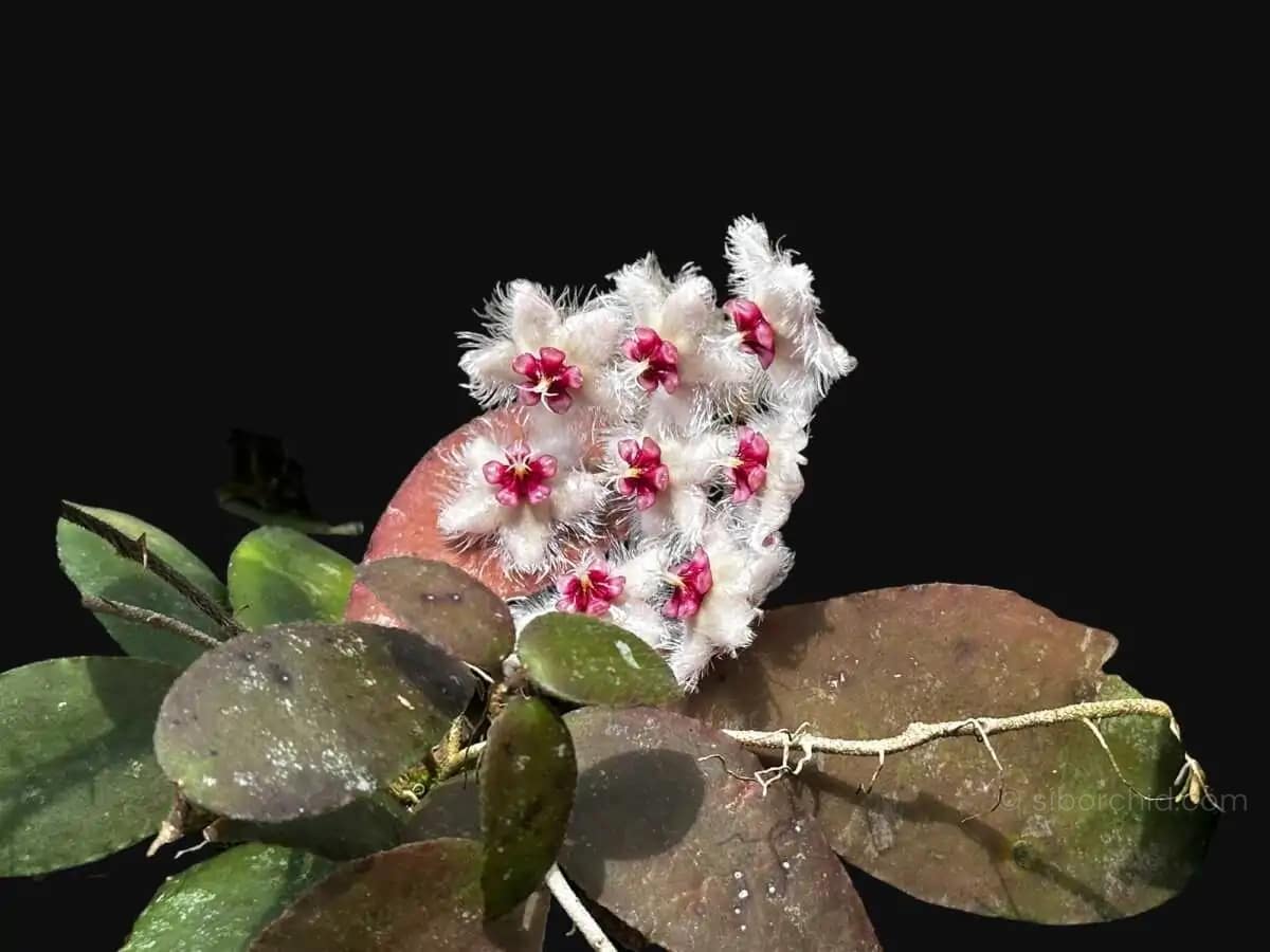 Hoya caudata var.sumatra
