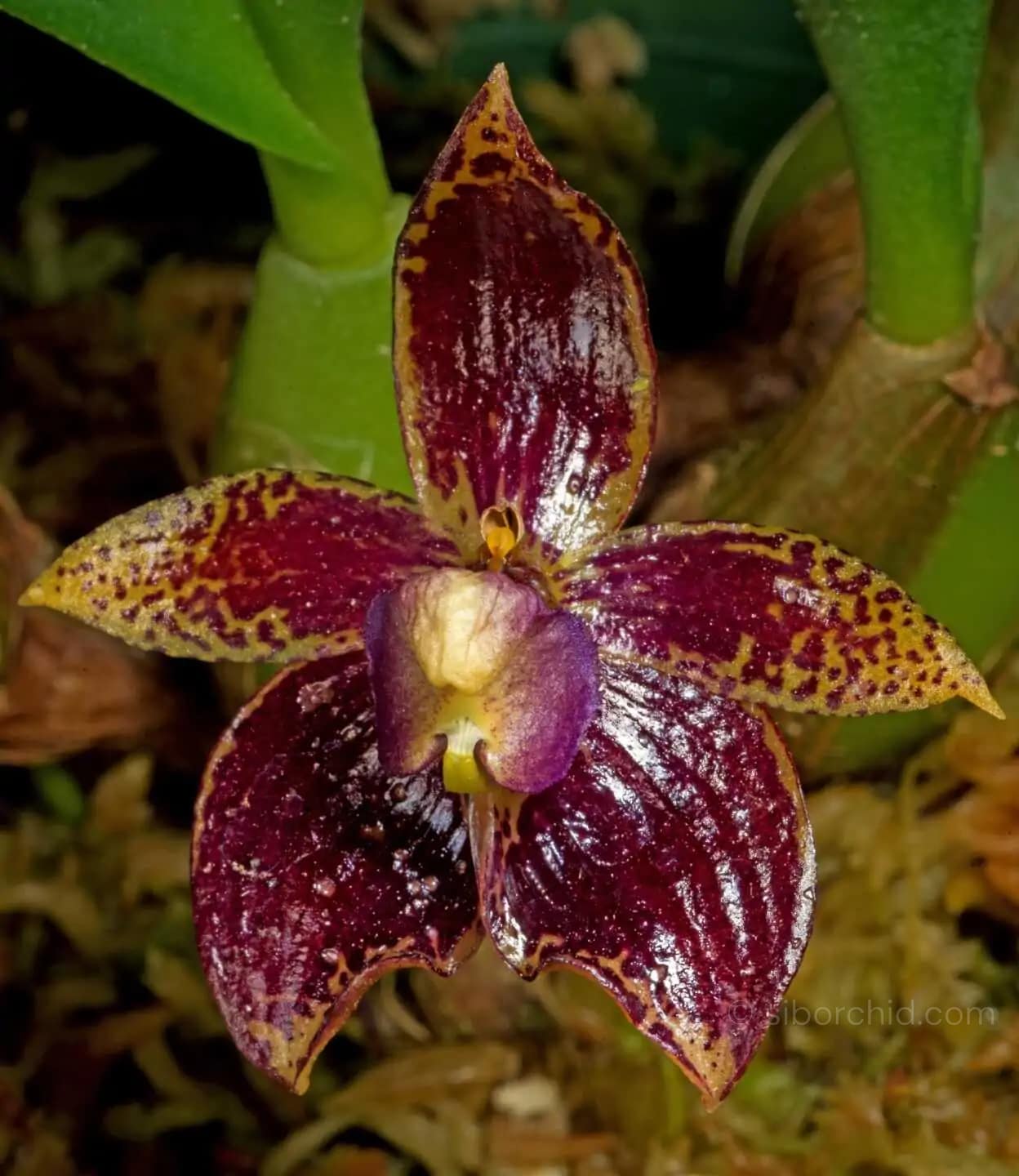 Bulbophyllum ecornutum - Bulbophyllum ecornutum - Image 2