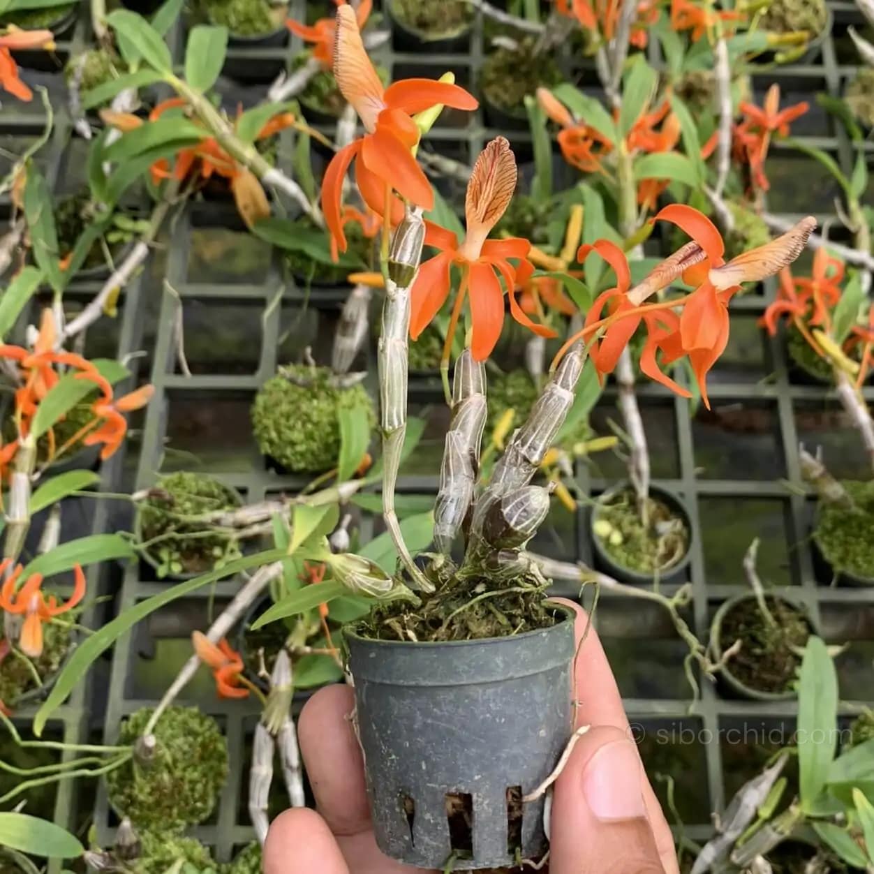 Dendrobium unicum - Dendrobium unicum orchid
