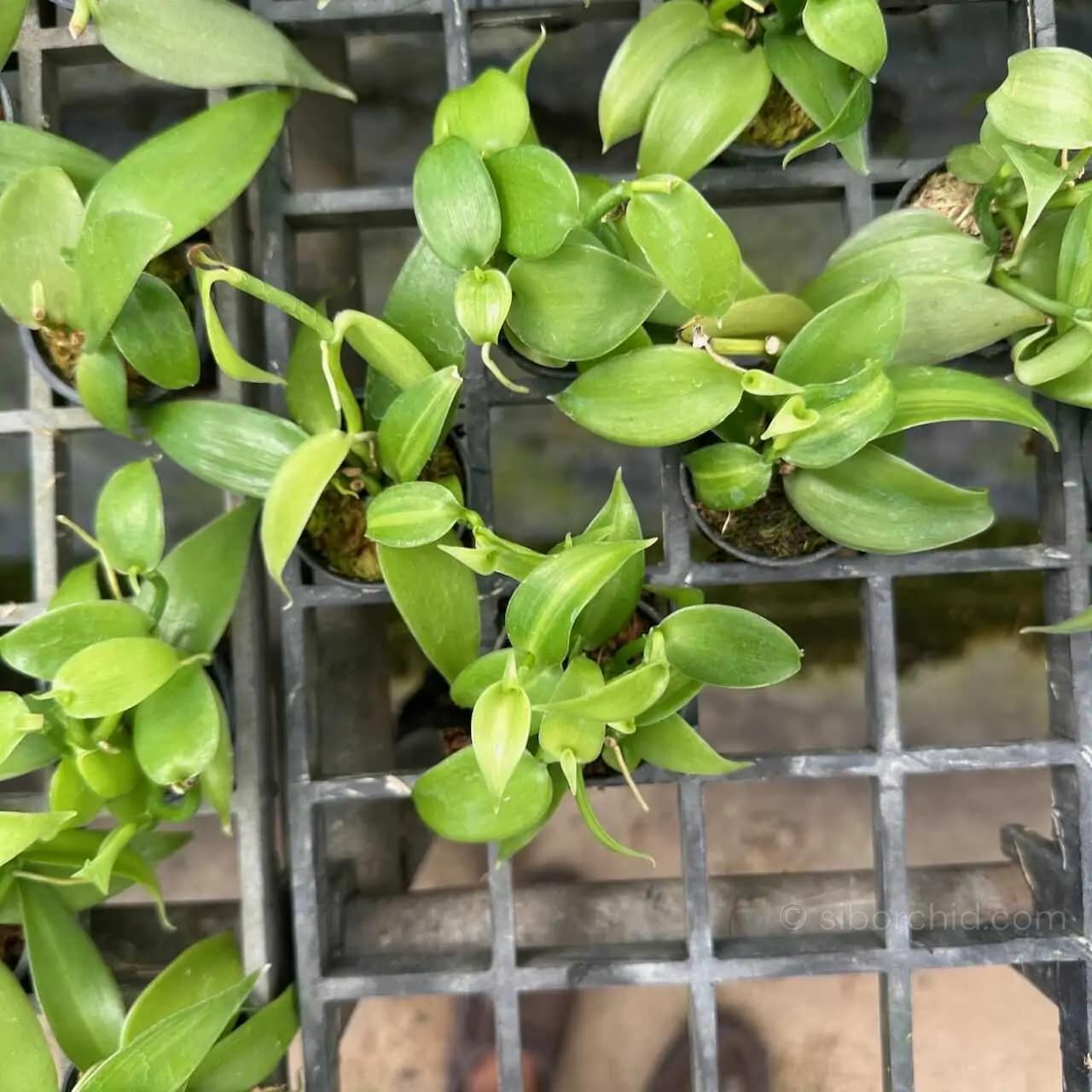 Vanilla planifolia Tiny Form - Image 5
