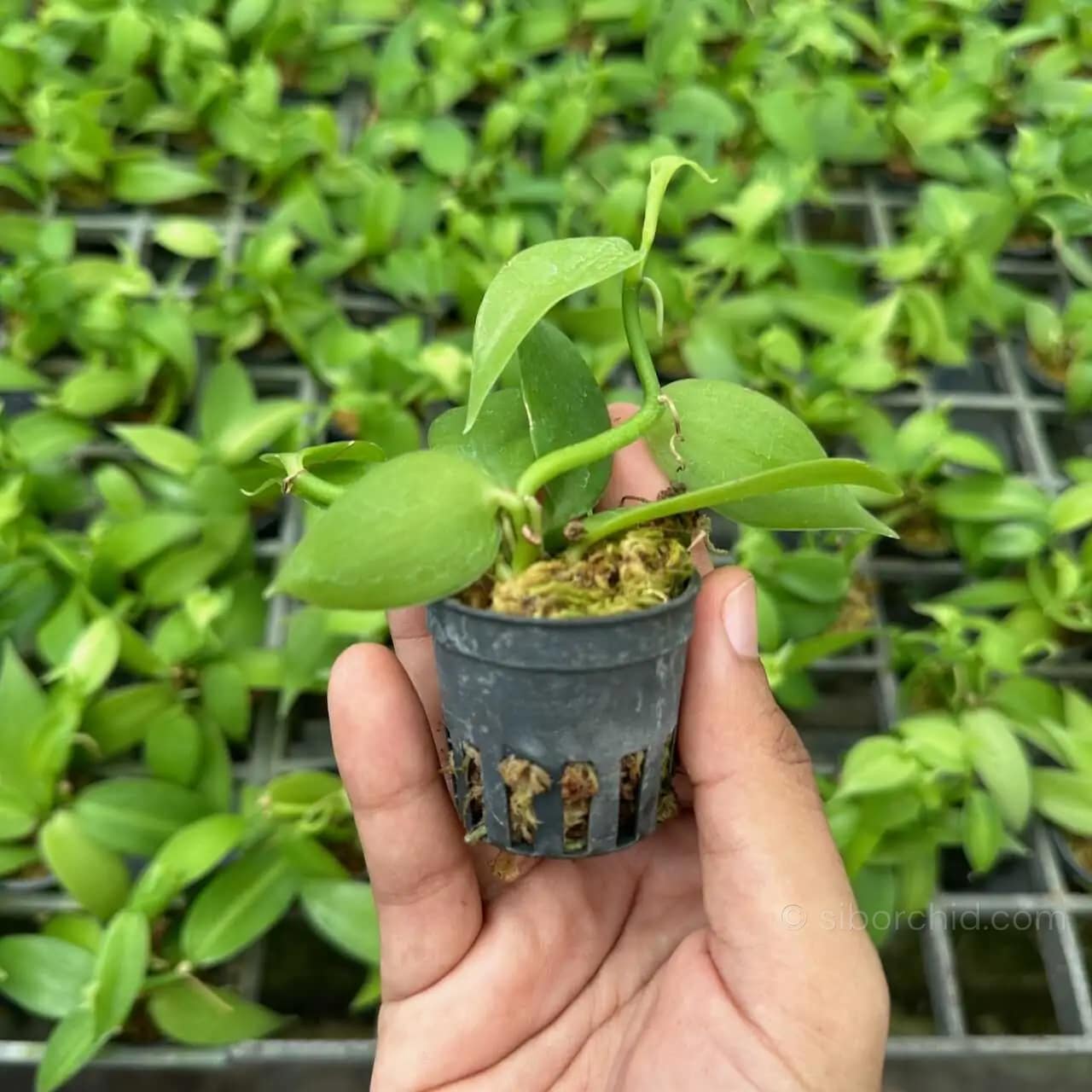 Vanilla planifolia Tiny Form - Image 4