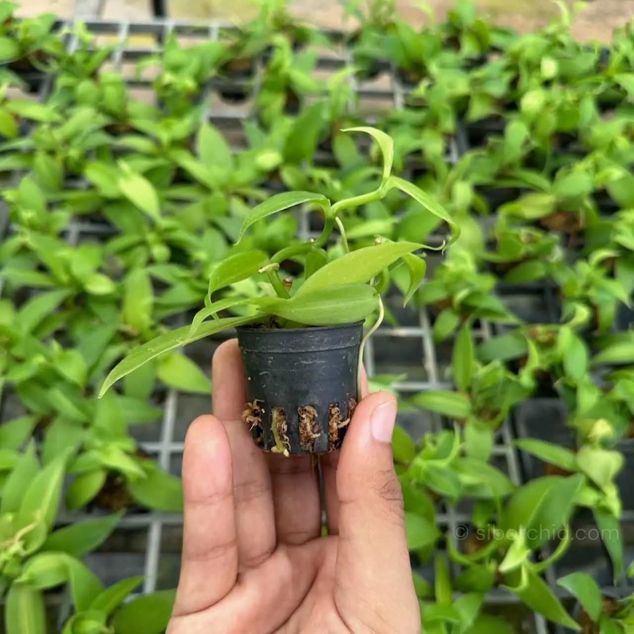 Vanilla planifolia Tiny Form - Image 3