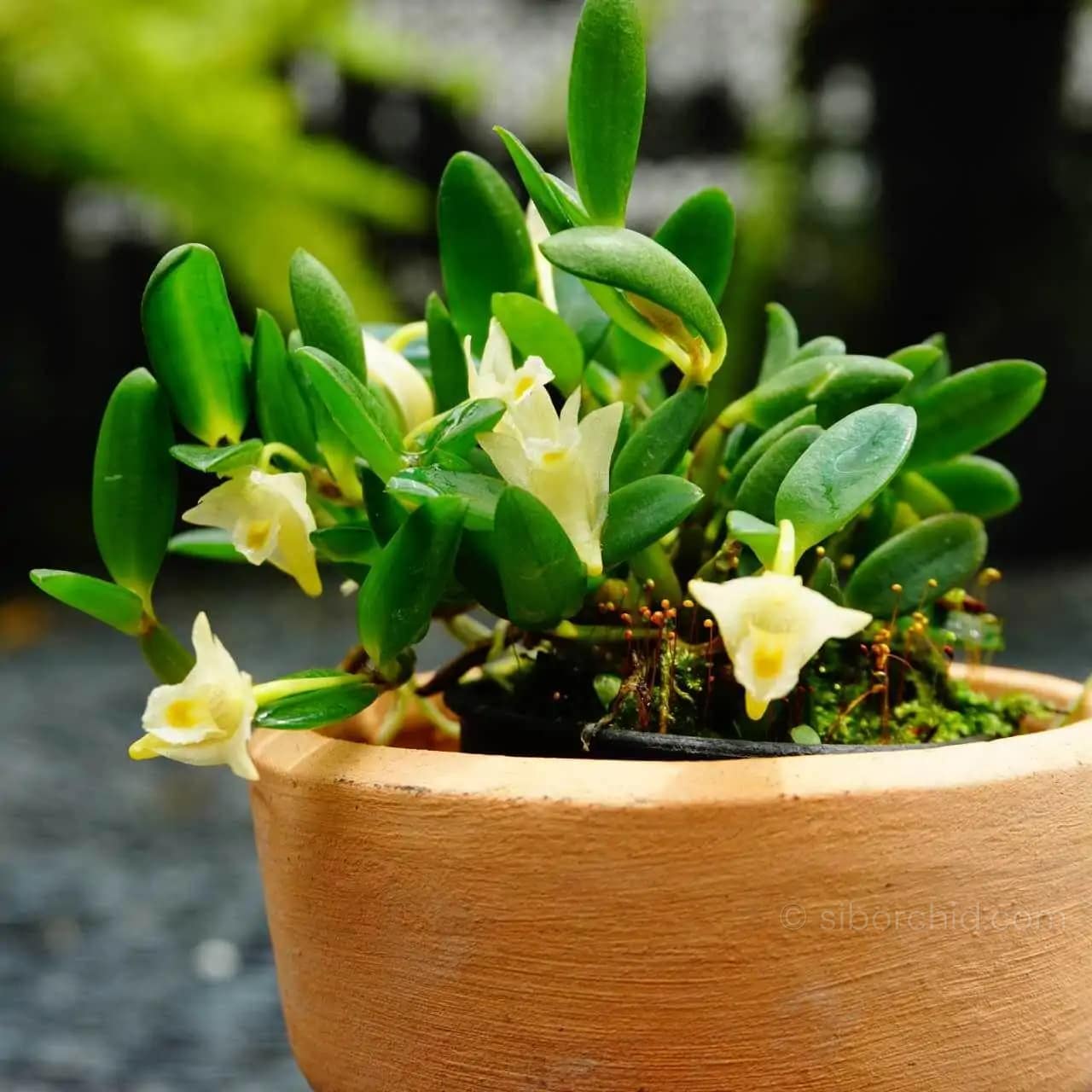 Dendrobium quadrangulare - Dendrobium quadrangulare - Image 7
