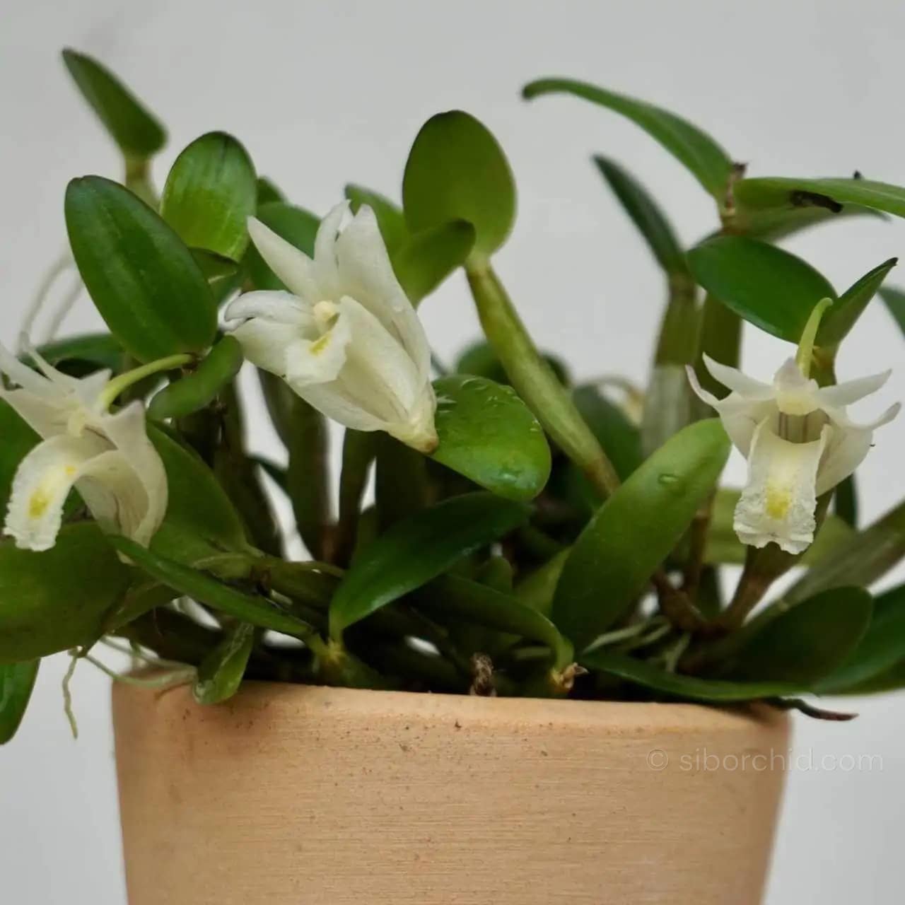 Dendrobim hymenanthum - dendrobium pachyphyllum