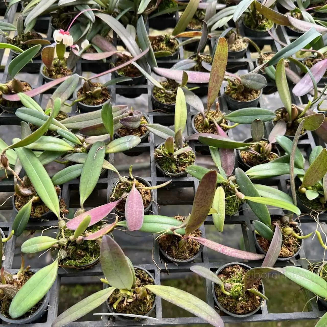 Bulbophyllum auratum Purple - Bulbophyllum auratum Purple - Image 2