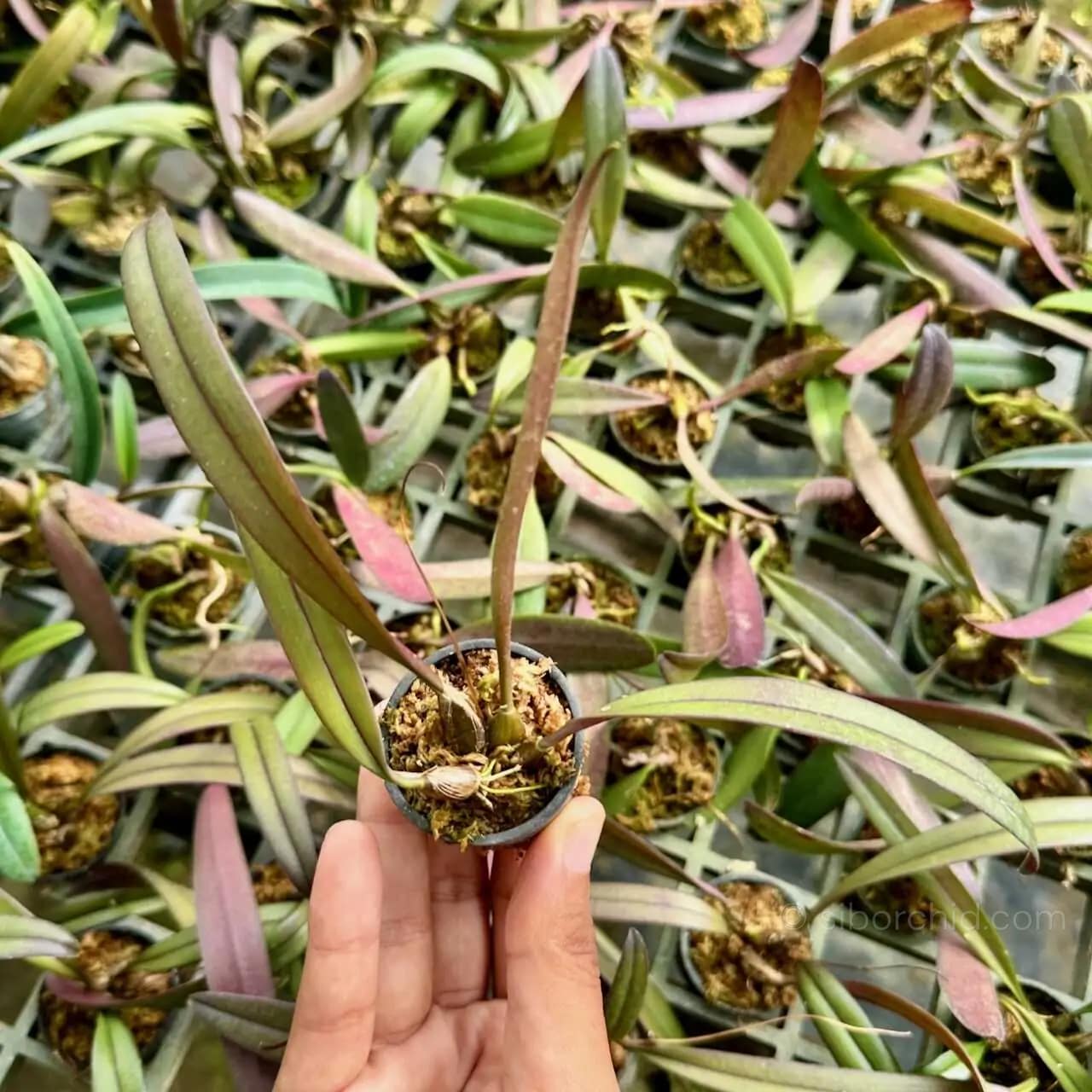 Bulbophyllum auratum Purple - Bulbophyllum auratum Purple - Image 3