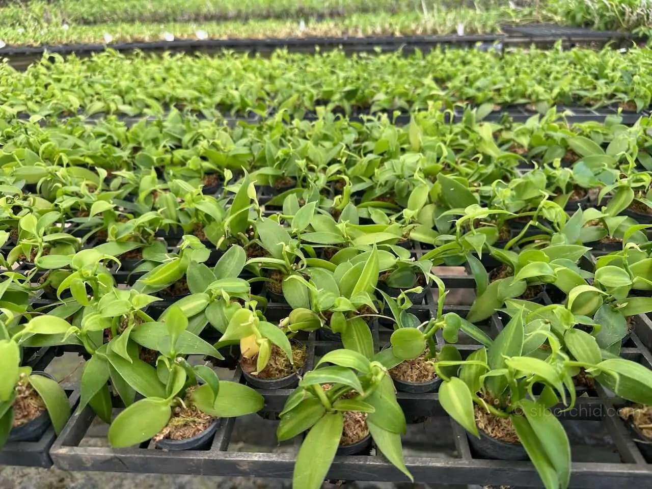 Vanilla planifolia Tiny Form - Image 2