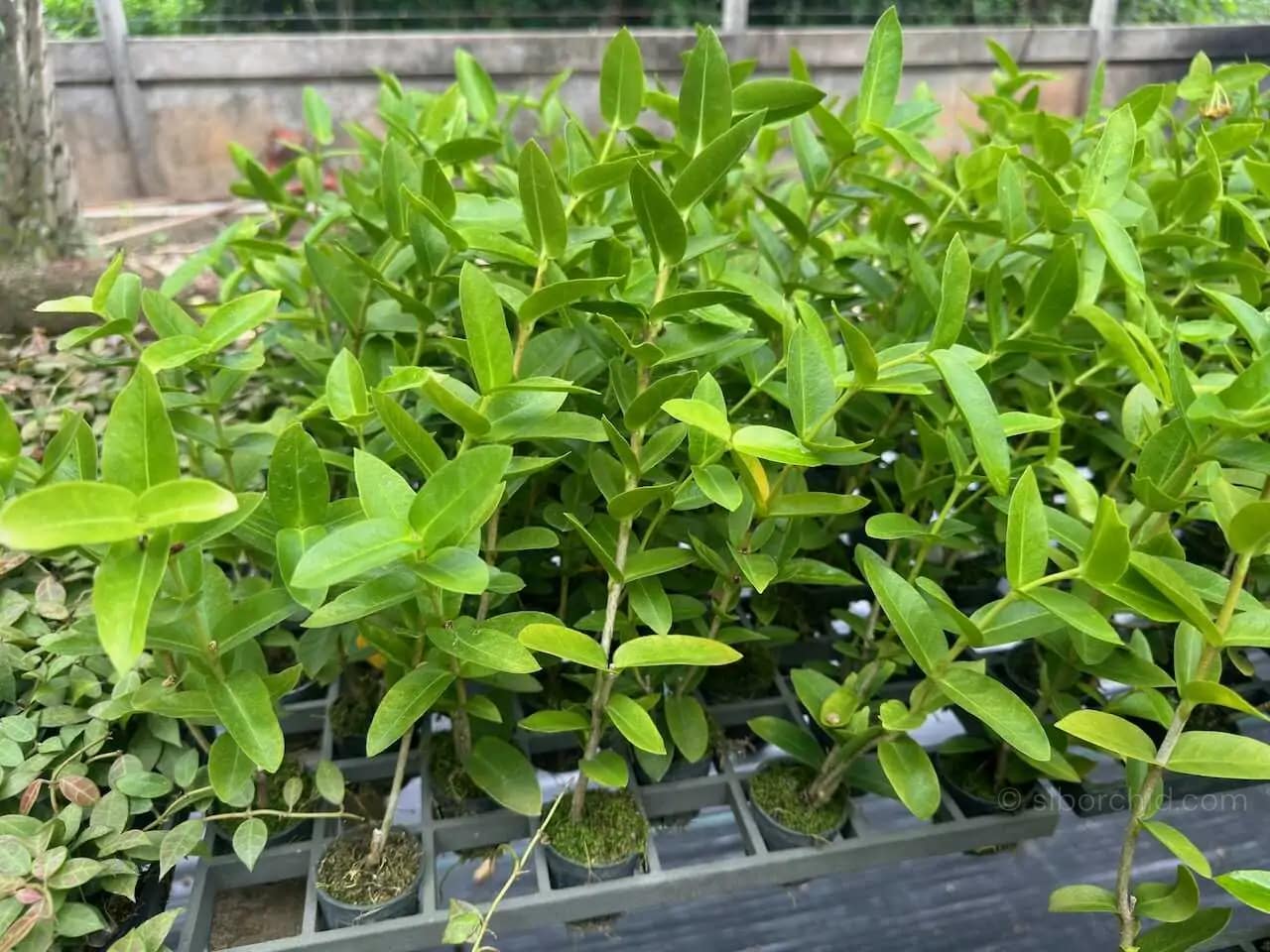 Hoya densifolia - Hoya densifolia