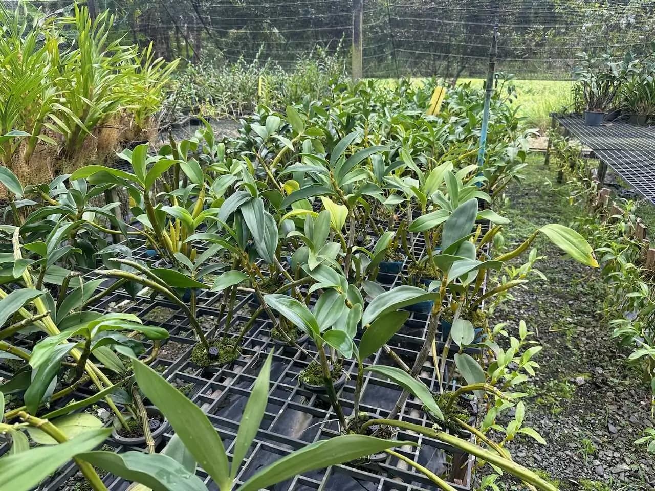 Dendrobium thyrsiflorum – Blooming Size - Dendrobium thyrsiflorum – Blooming Size - Image 7