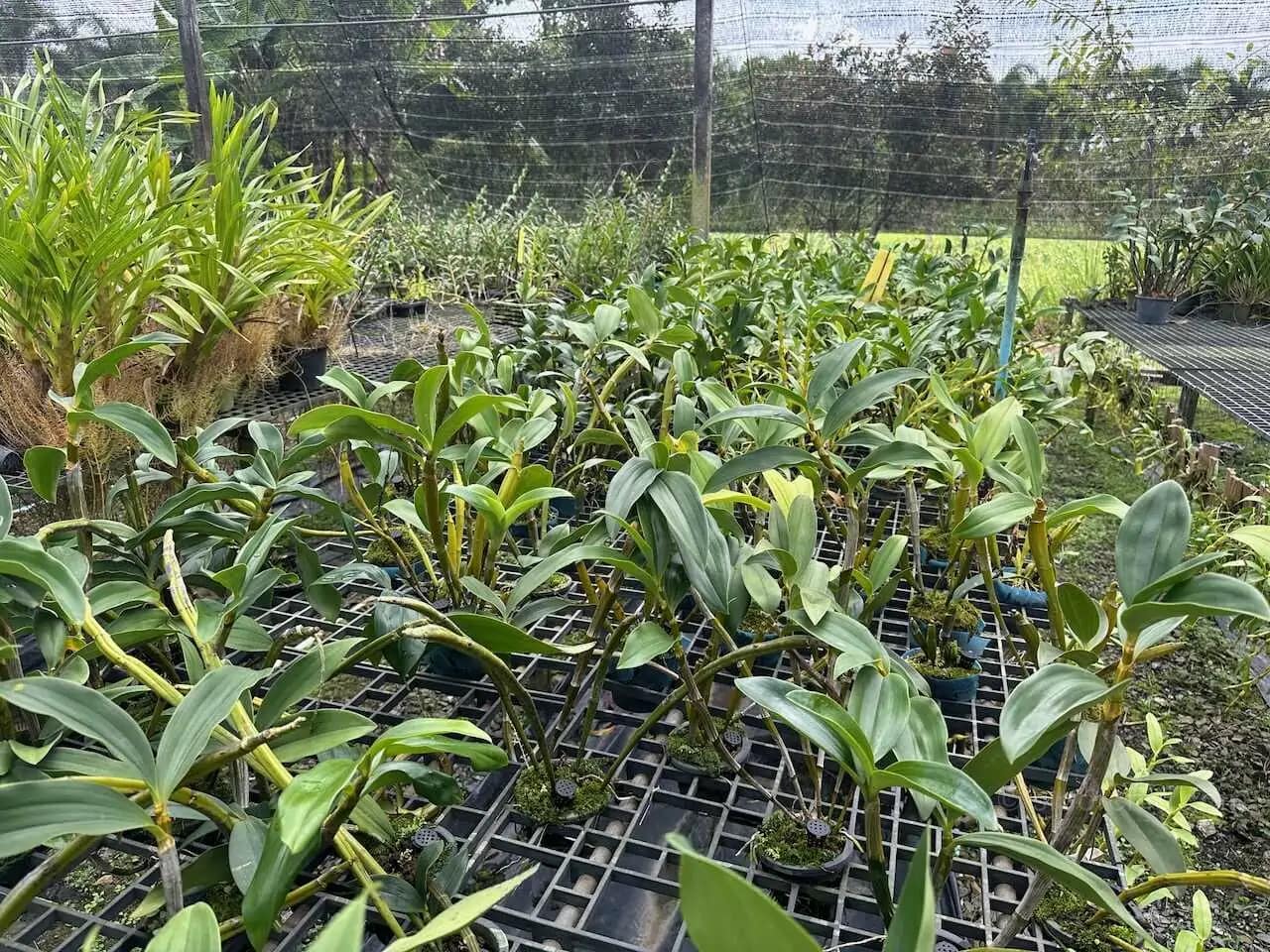 Dendrobium thyrsiflorum – Blooming Size - Dendrobium thyrsiflorum – Blooming Size - Image 6