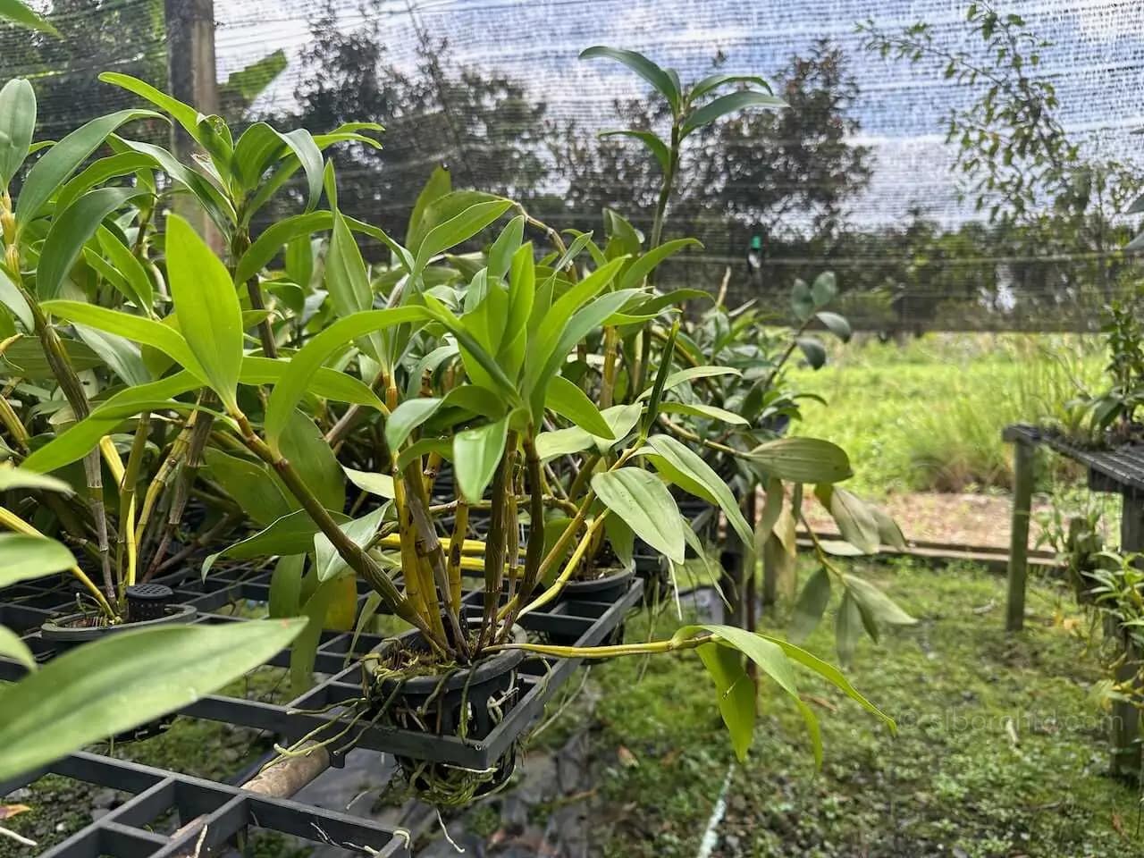 Dendrobium thyrsiflorum – Blooming Size - Dendrobium thyrsiflorum – Blooming Size - Image 2