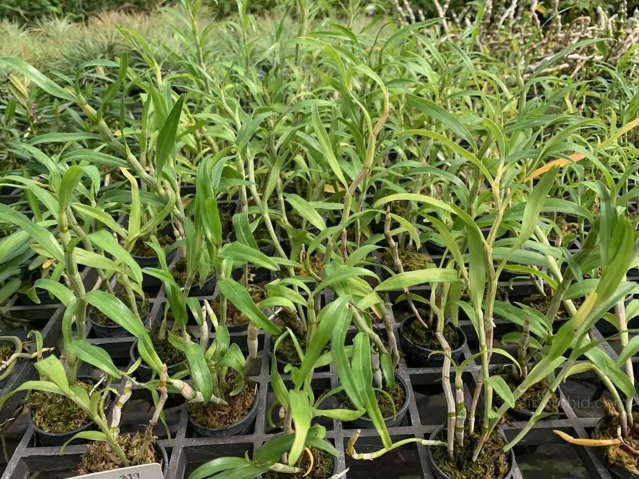 Dendrobium sutepense - Dendrobium sutepense
