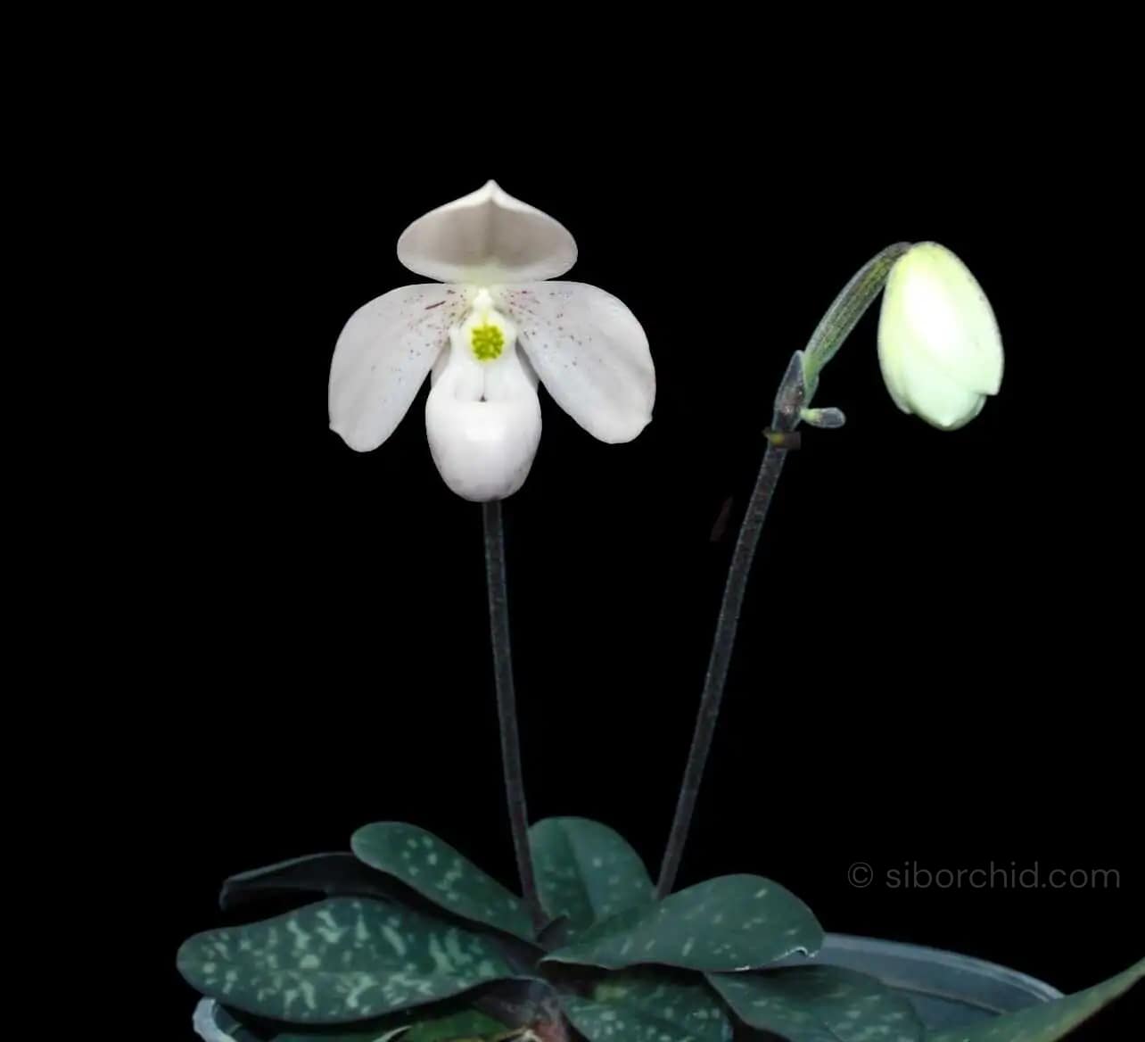 Paphiopedilum thaianum - Paphiopedilum thaianum