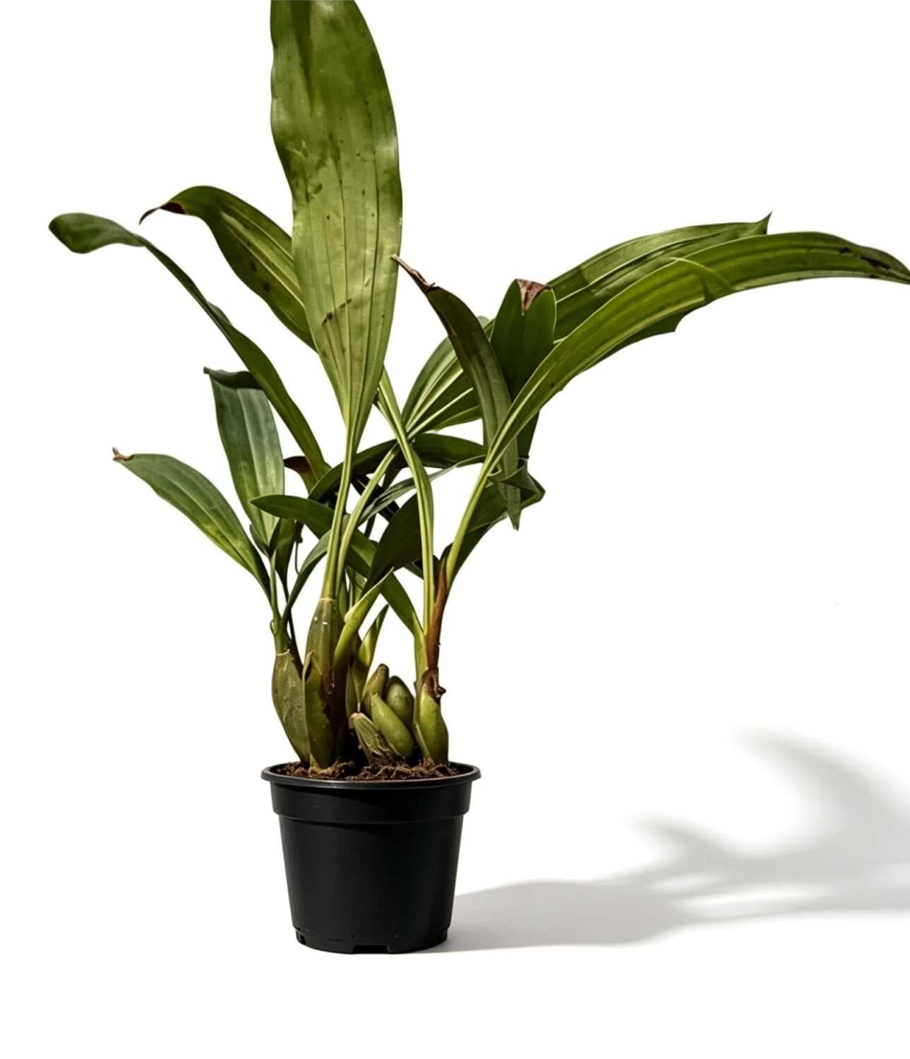 Coelogyne pachystachya - Coelogyne pachystachya