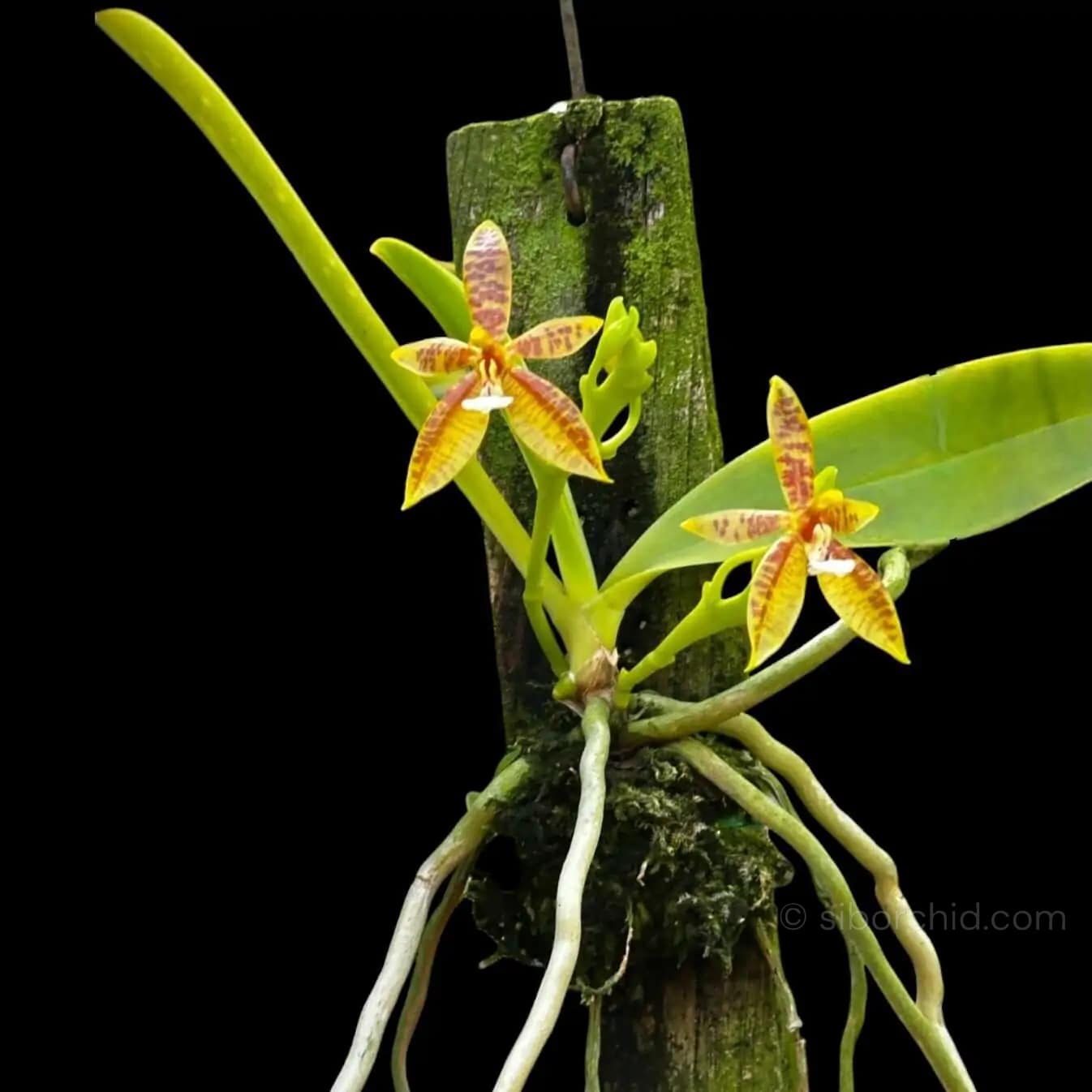 Phalaenopsis cornu-cervi - Phalaenopsis cornu-cervi