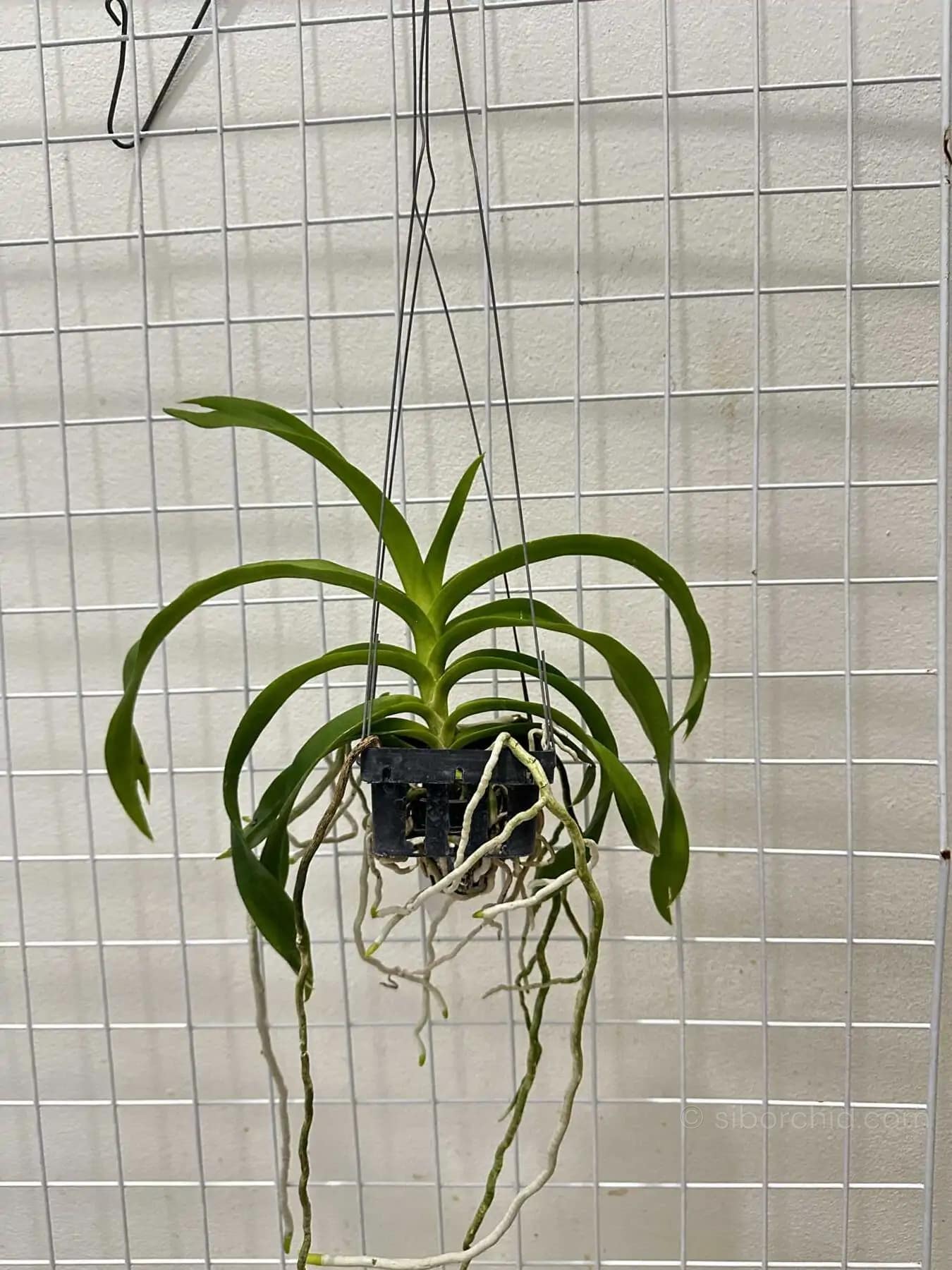 Vanda denisoniana - Vanda_denisoniana