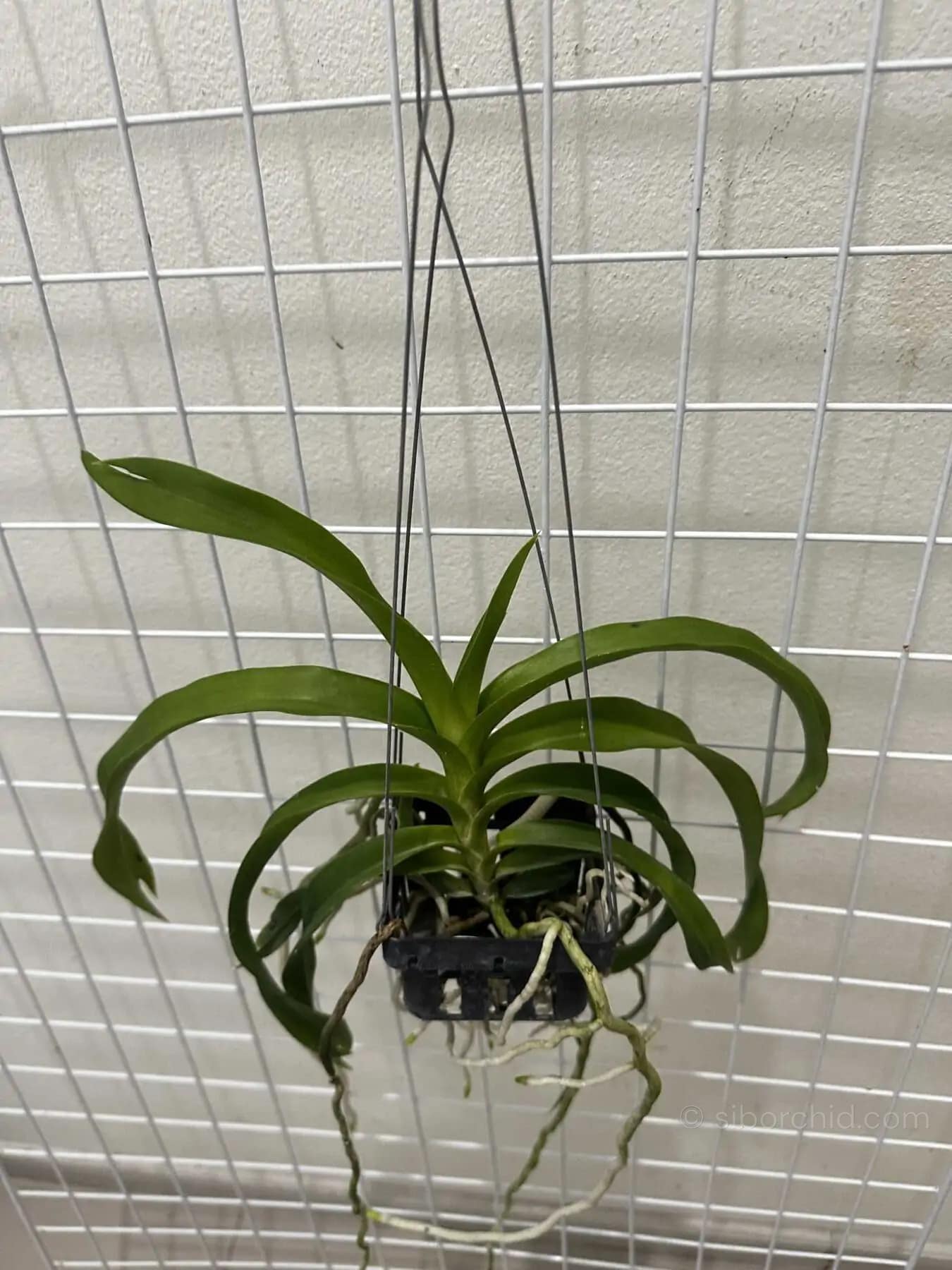 Vanda denisoniana - Vanda denisoniana - Image 6