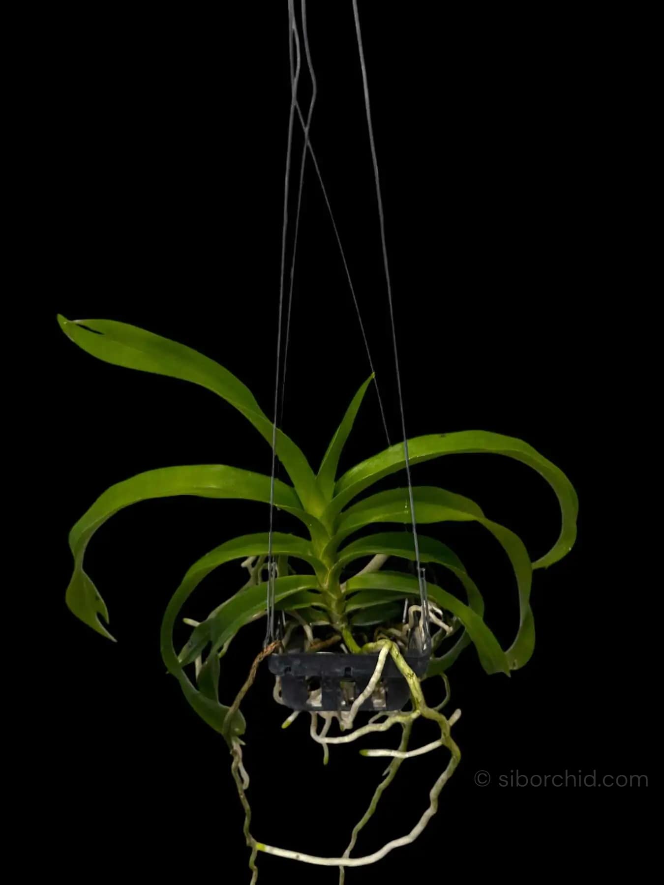 Vanda denisoniana - Vanda_denisoniana