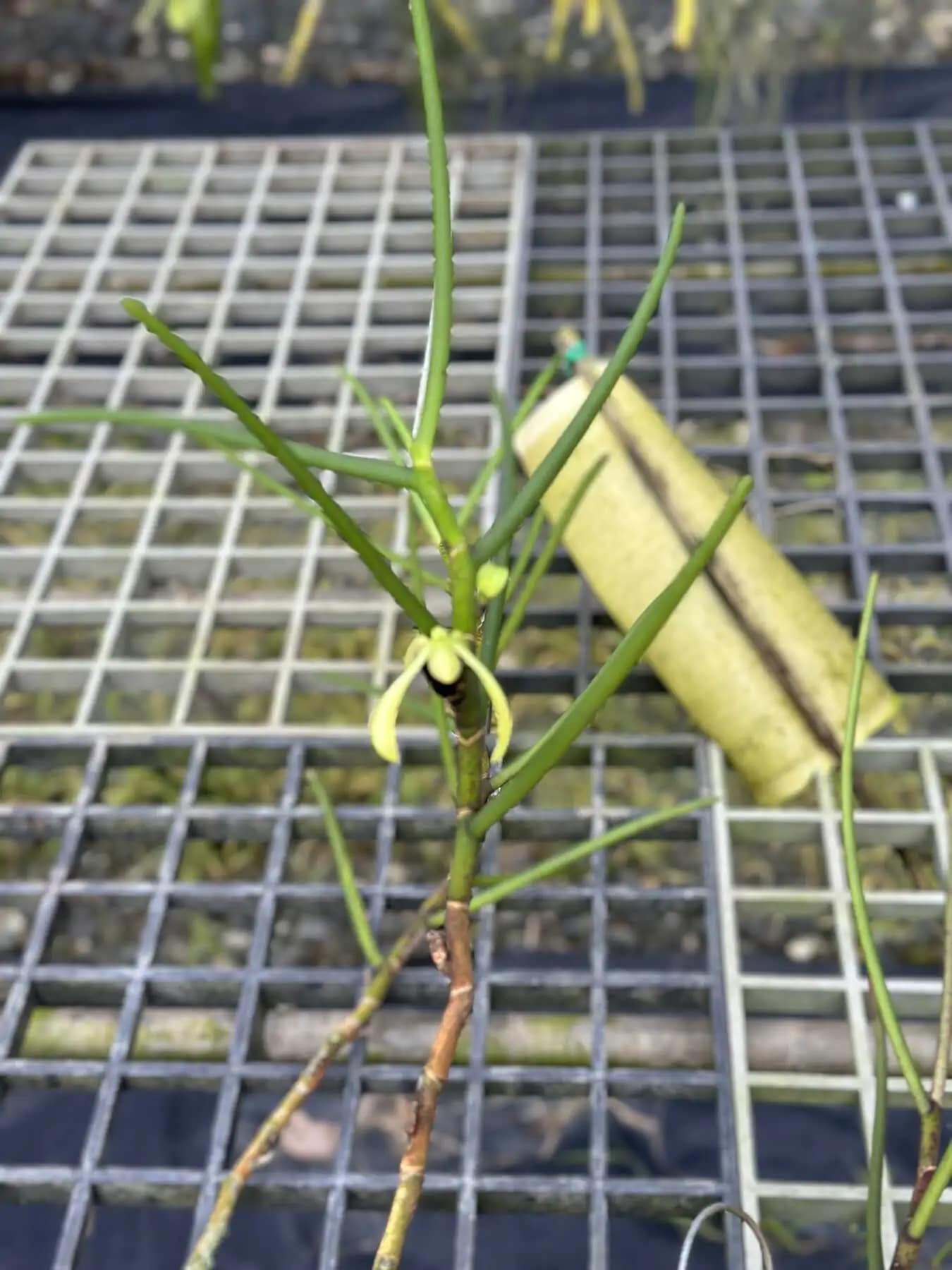 Luisia thailandica