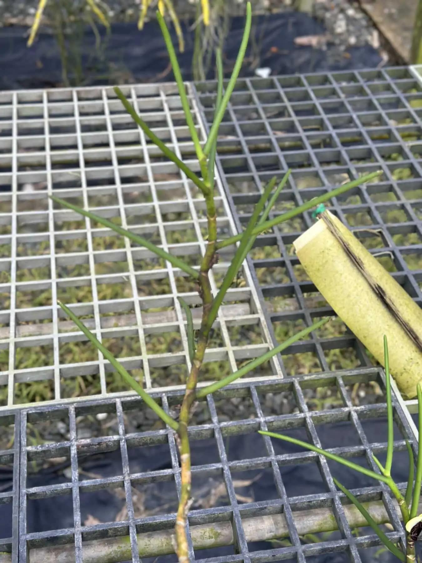 Luisia thailandica