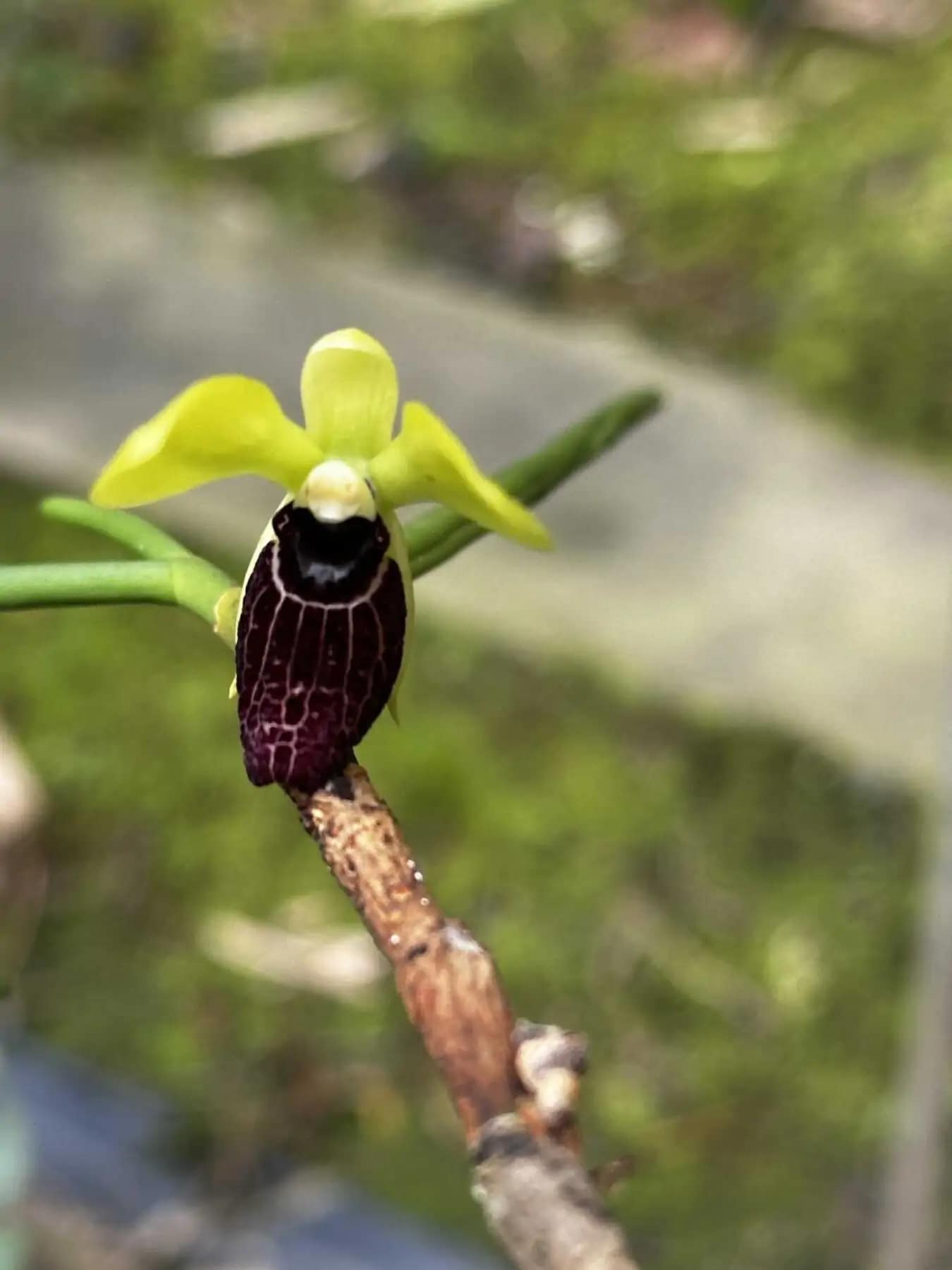 Luisia thailandica