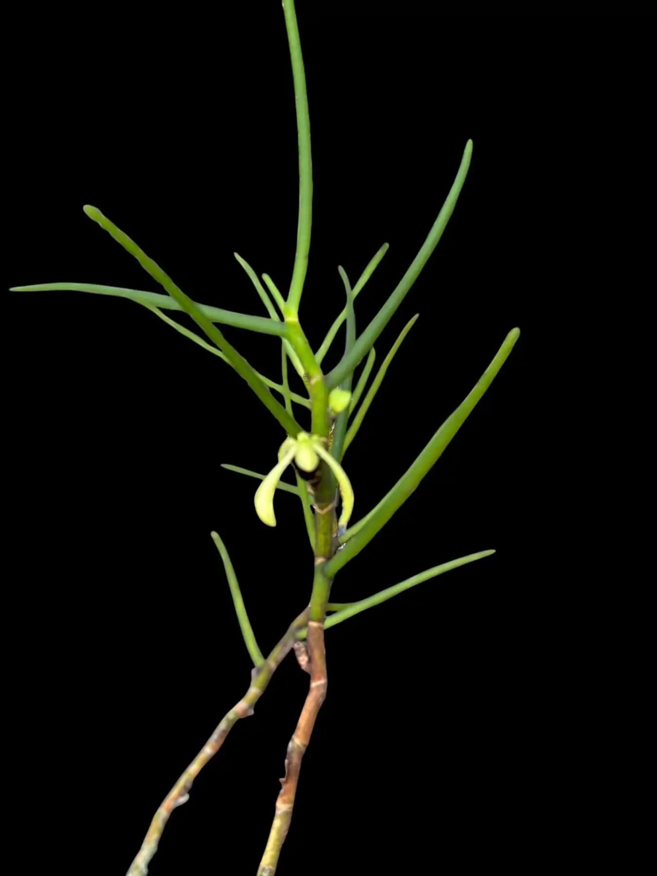 Luisia thailandica