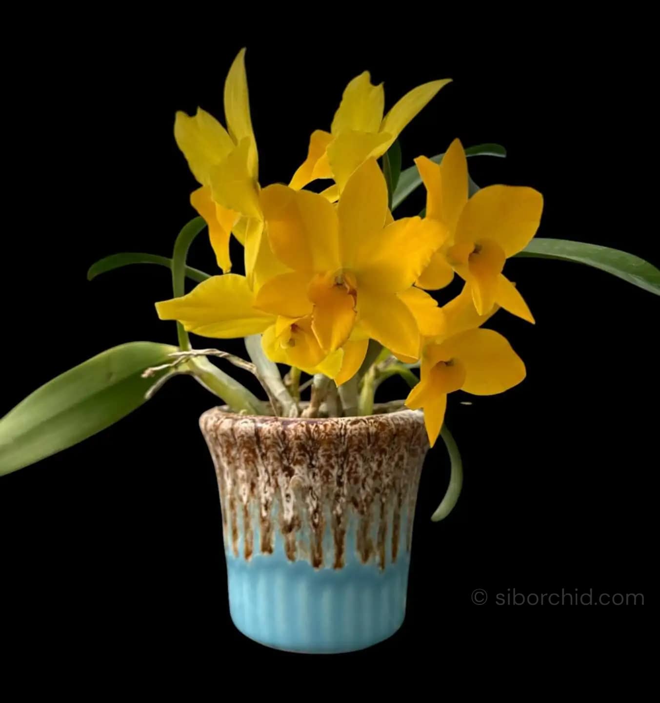 Cattleya Yellow miniature