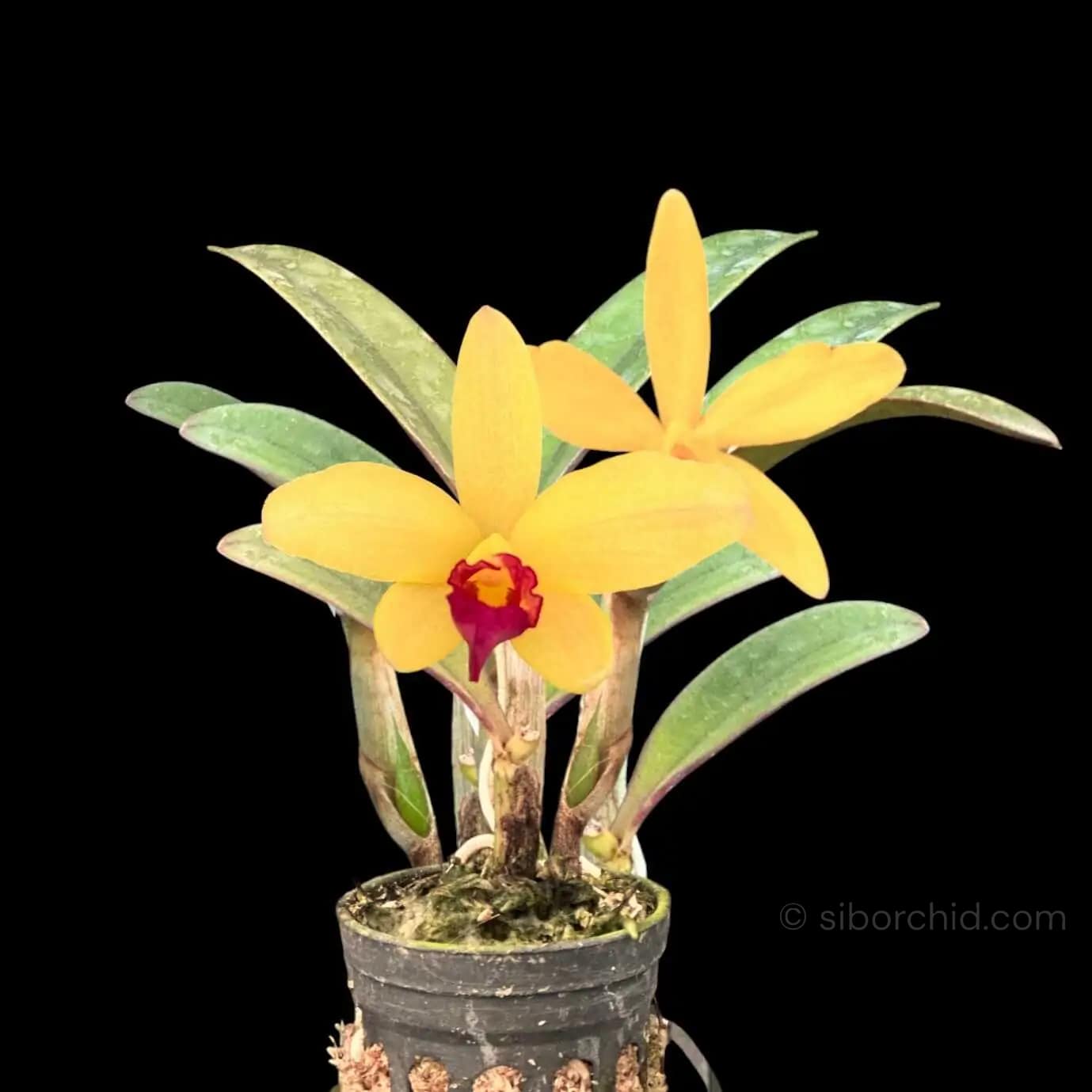 Cattleya Yellow doll - Cattleya Yellow doll