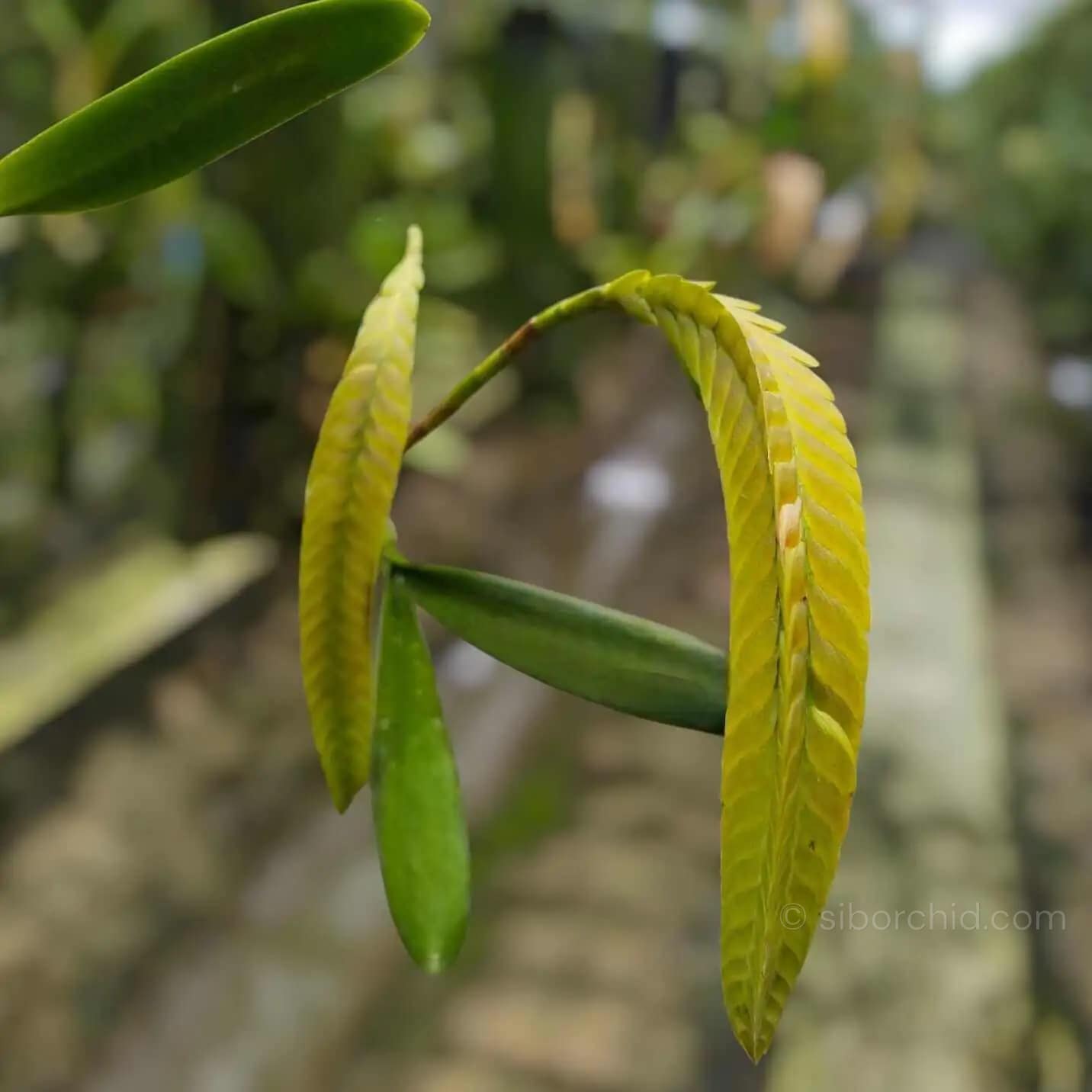 Bulbophyllum occultum - bulbophyllum occultum