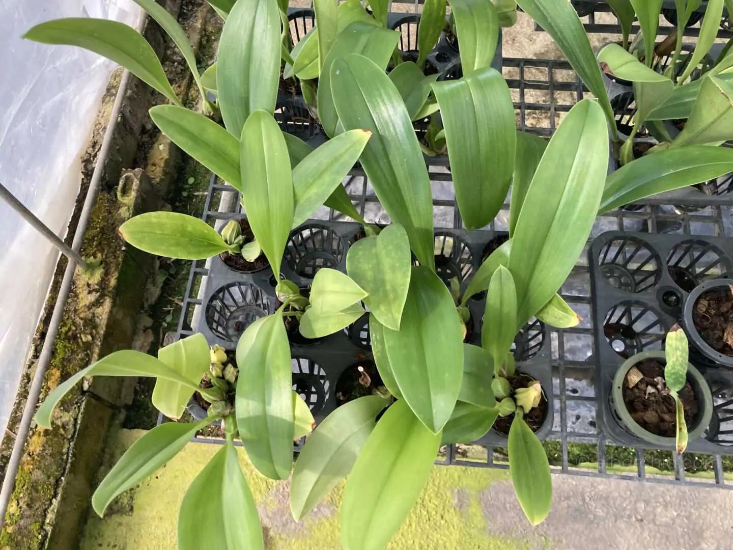 Bulbophyllum graveolens - Bulbophyllum graveolens