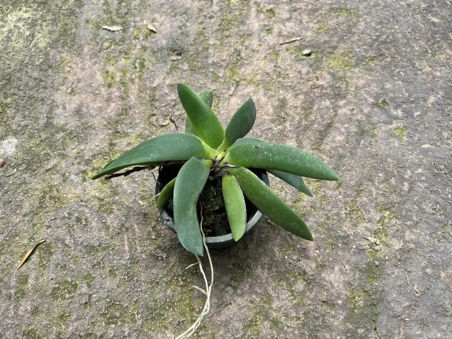 Angraecum leonis - Angraecum leonis - Image 2