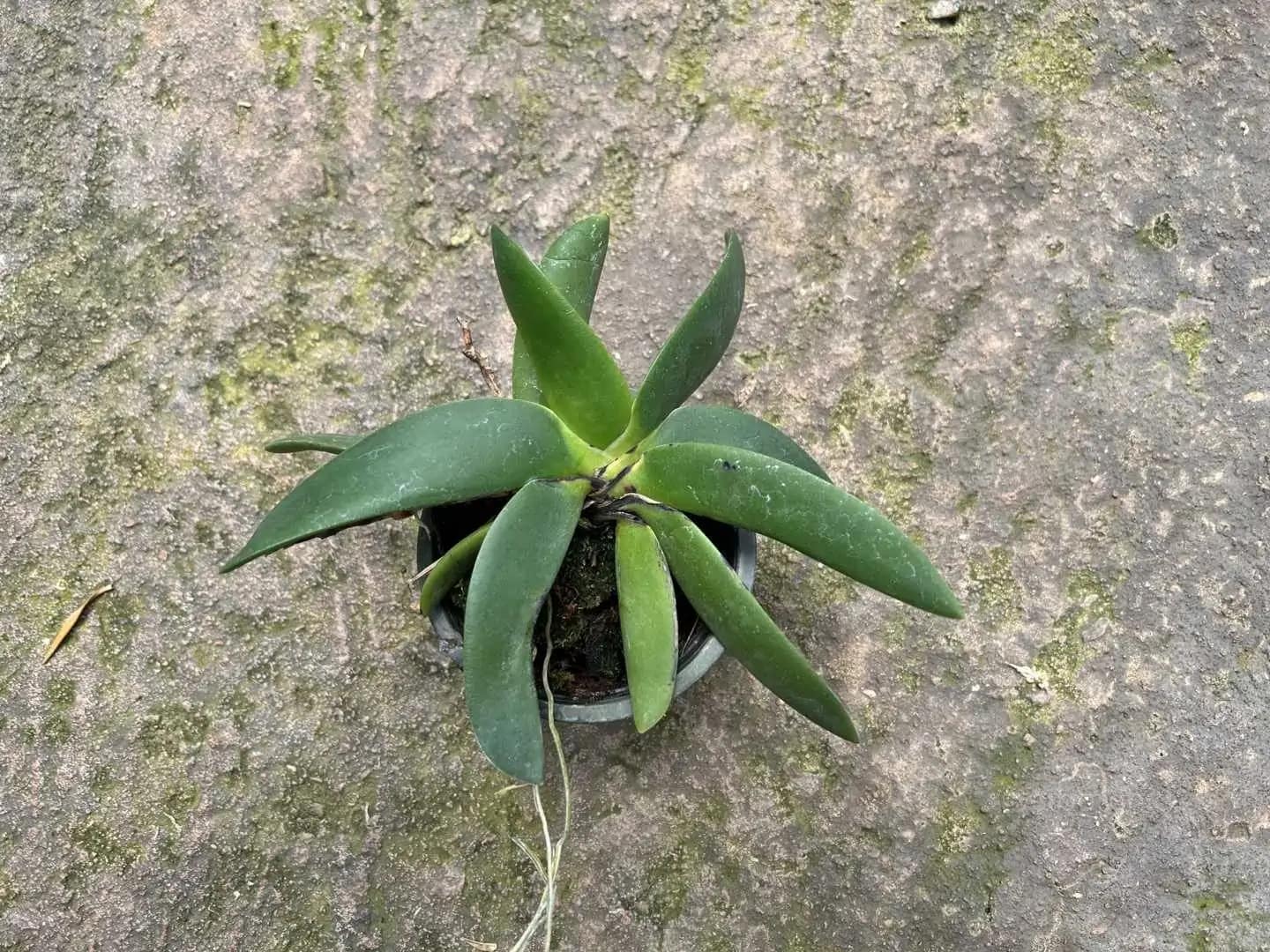 Angraecum leonis - Angraecum leonis - Image 4
