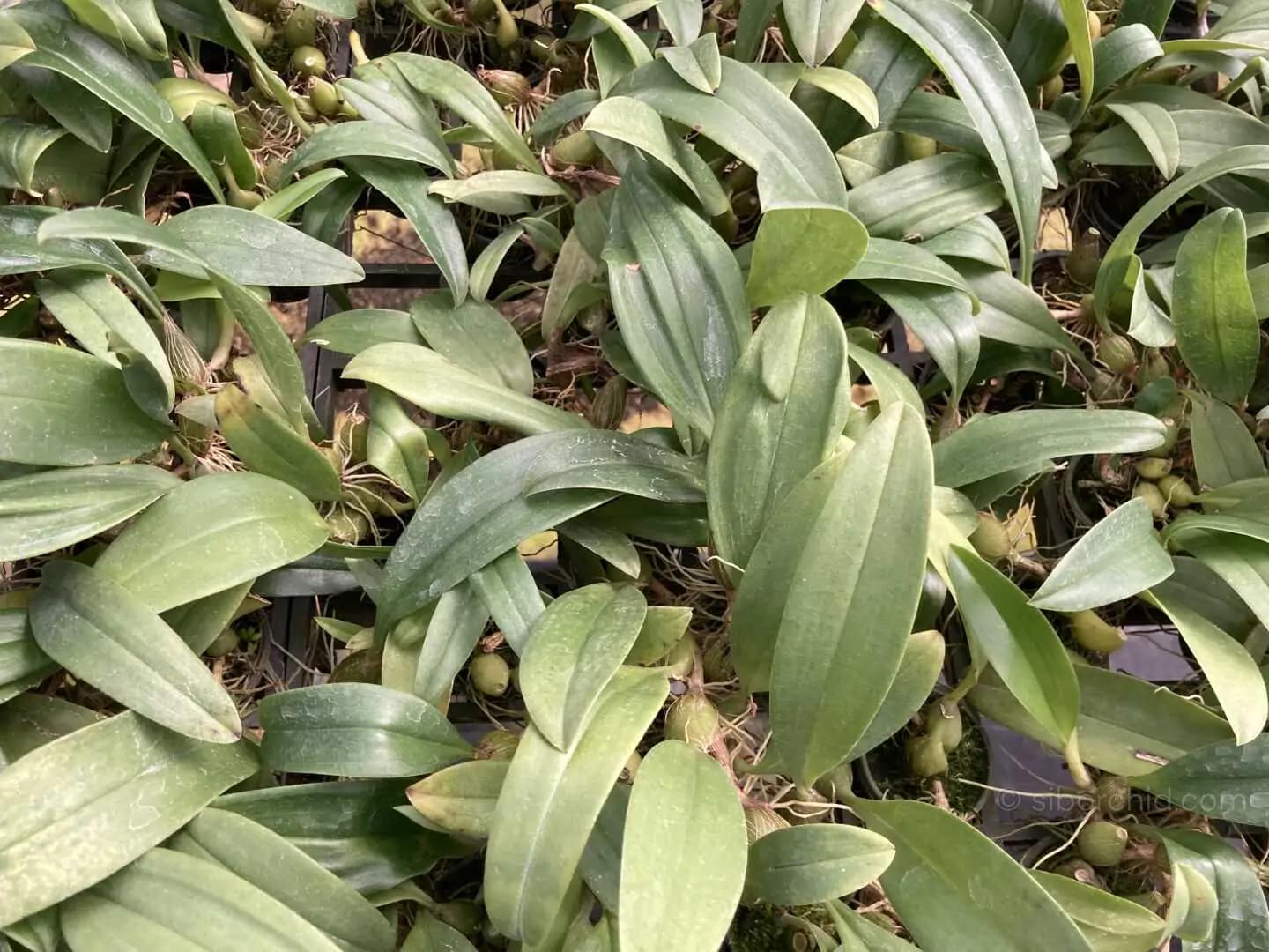 Bulbophyllum smitinandii - Bulbophyllum smitinandii