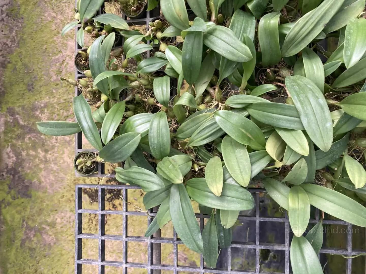 Bulbophyllum smitinandii - Bulbophyllum smitinandii