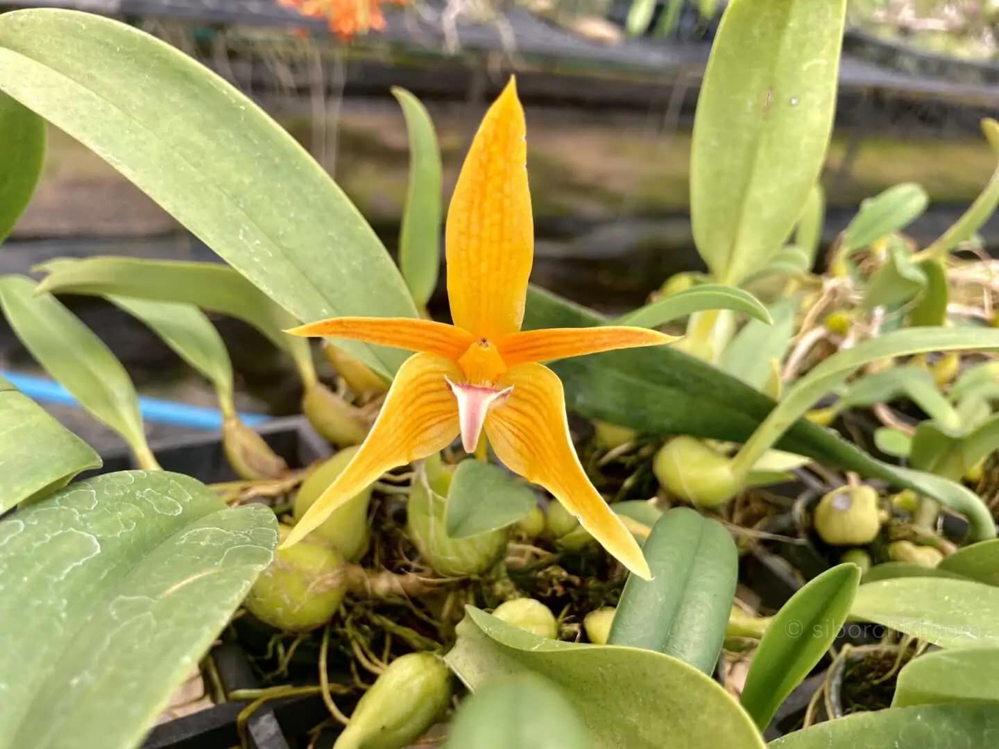 Bulbophyllum smitinandii - Bulbophyllum smitinandii