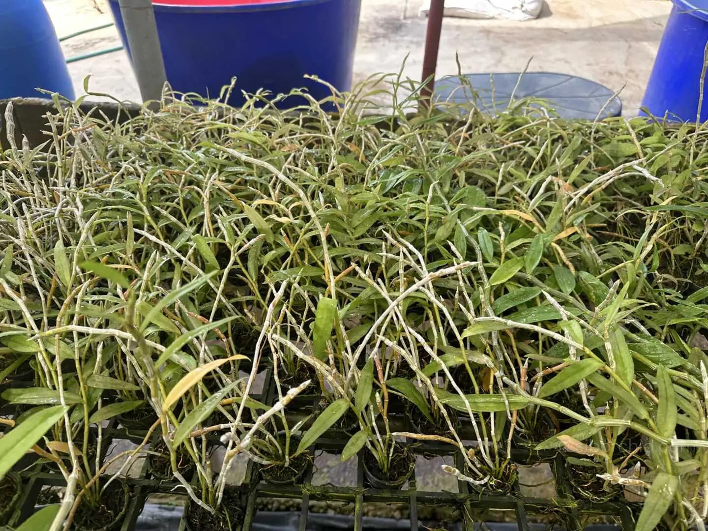 Dendrobium anosmum (Seeding) - Dendrobium anosmum