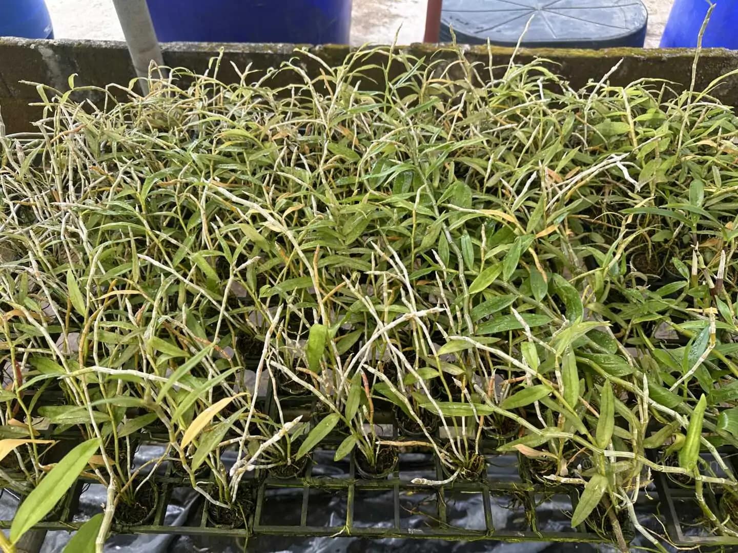 Dendrobium anosmum (Seeding) - Dendrobium anosmum