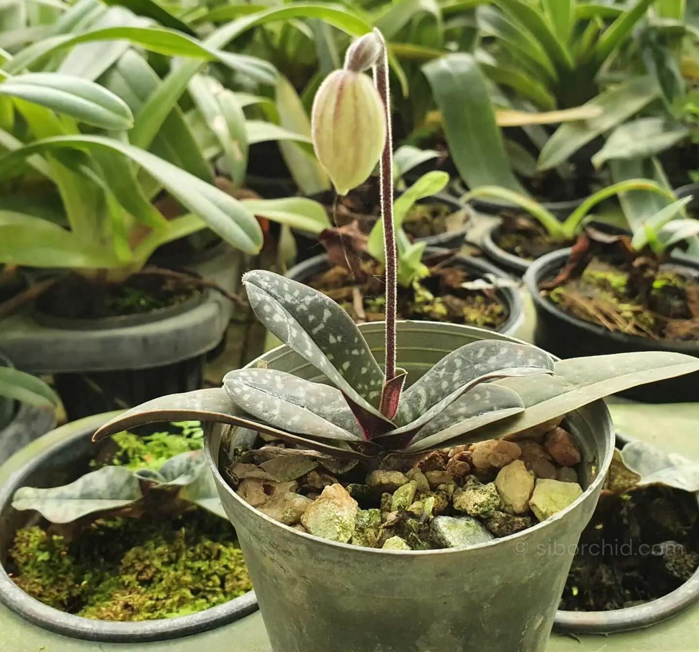 Paphiopedilum thaianum - Paphiopedilum thaianum