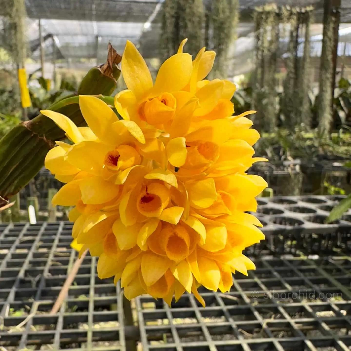 Dendrobium sulcatum (Small Size) - Dendrobium sulcatum (Small Size)