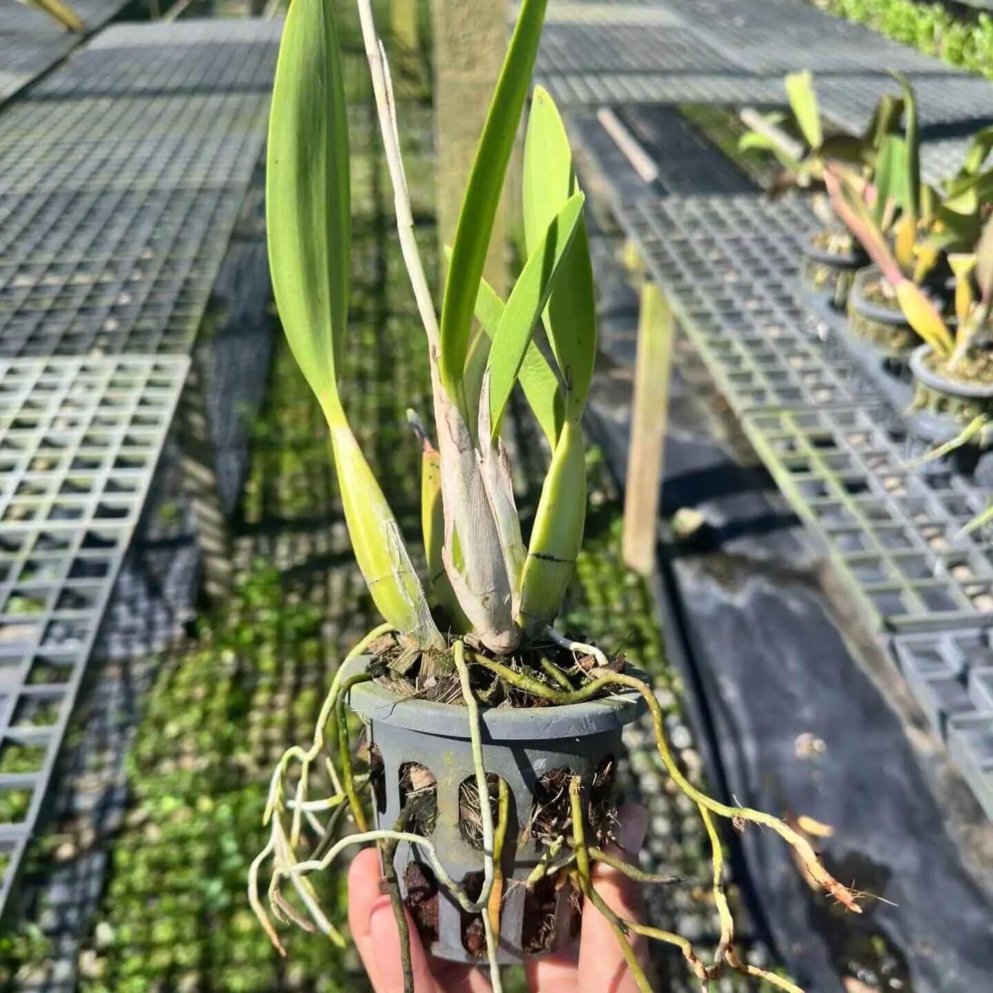 Laelia sincorana - Laelia sincorana - Image 4
