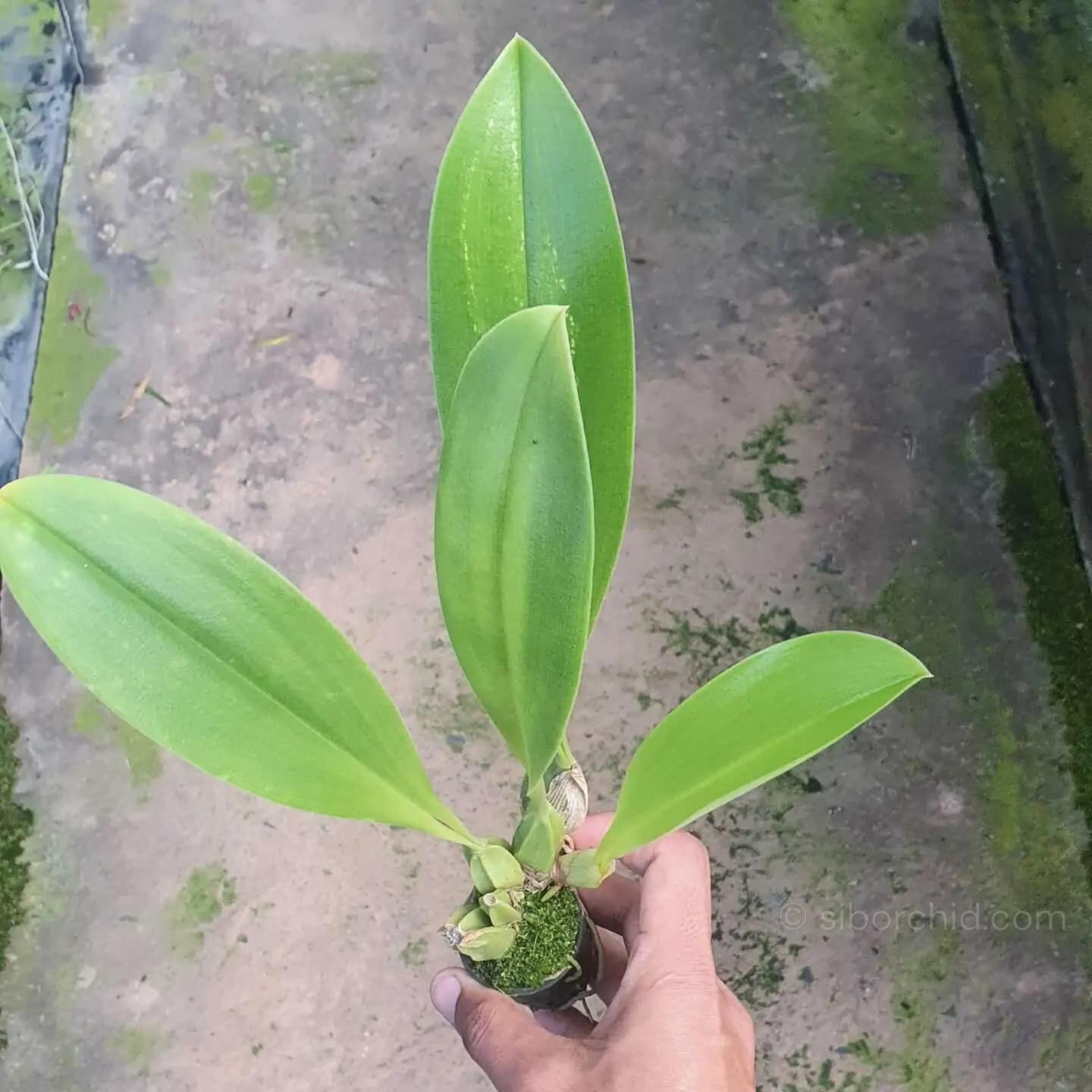 Bulbophyllum graveolens - Bulbophyllum graveolens